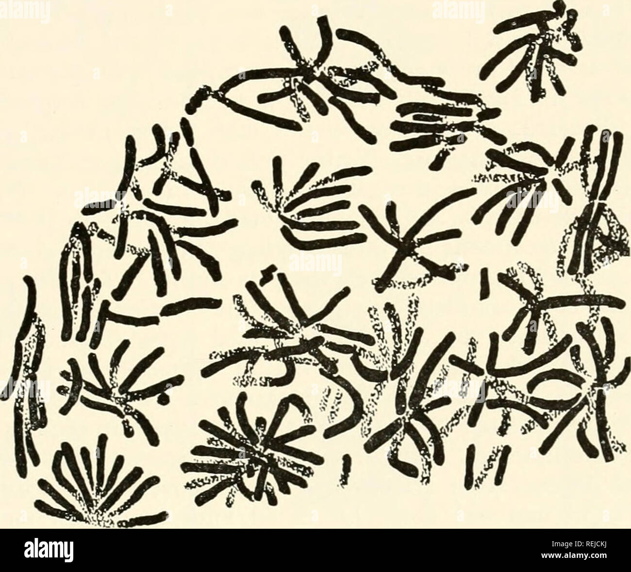 . Colchicin in der Landwirtschaft, der Medizin, der Biologie und der Chemie. Colchicine; Colchicin. Kern und Chromosomen 41 Fehlen oi die üblichen äquatorialen metaphase Ausrichtung, daher der Beiname uuorwntcd (Abb. 2.1C. 2AD, und 2,8 ^). Die Explosionszeichnung nietaphases aus Zellen von Mäusen, die mit starken Dosen von Natrium cacodylatc beschrieben wurden." "Also, ein Re-Aussehen mit Colchicin eher Aufmerksamkeit auf Ähnlichkeiten werden - die beiden Stoffe Tween.- ^-^ Unter regenerierende Leberzellen folloing iger Hepatektomie, ex - ploded Metaphase sehr charakteristisch ist (Abb. 2.8 ^). 1 Er Investoren Stockfoto