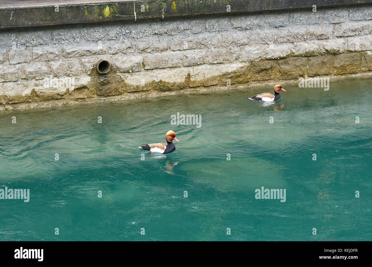 Auf dem Fluss Thun, Schweiz, schwimmen die Rotkillenten Stockfoto