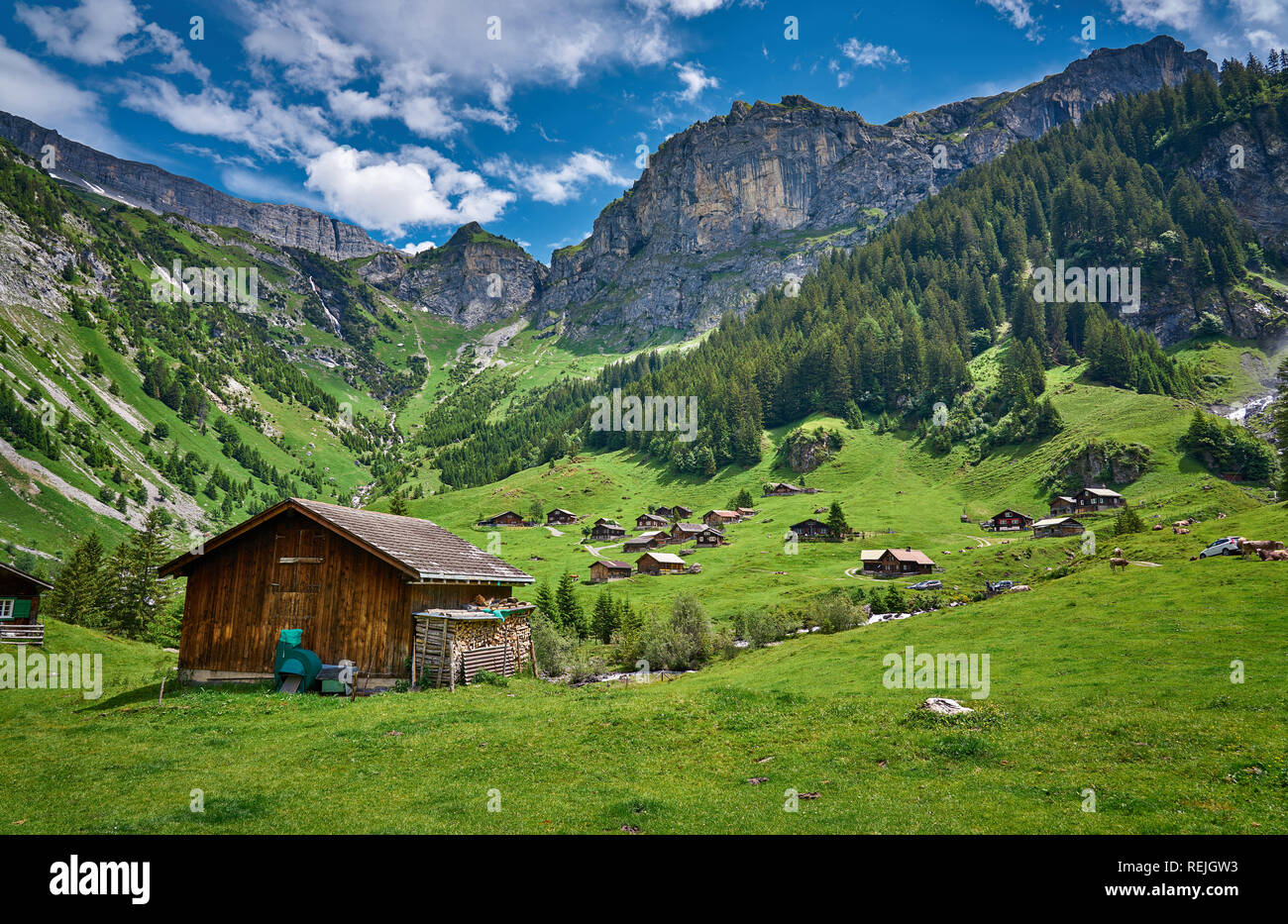 Schönes Landschaftspanorama von Schweizer Alpen, mit Kühen, Wiese und Bauernhäusern. Aufgenommen in Äsch (Asch), Kanton Uri, Schweiz. Stockfoto