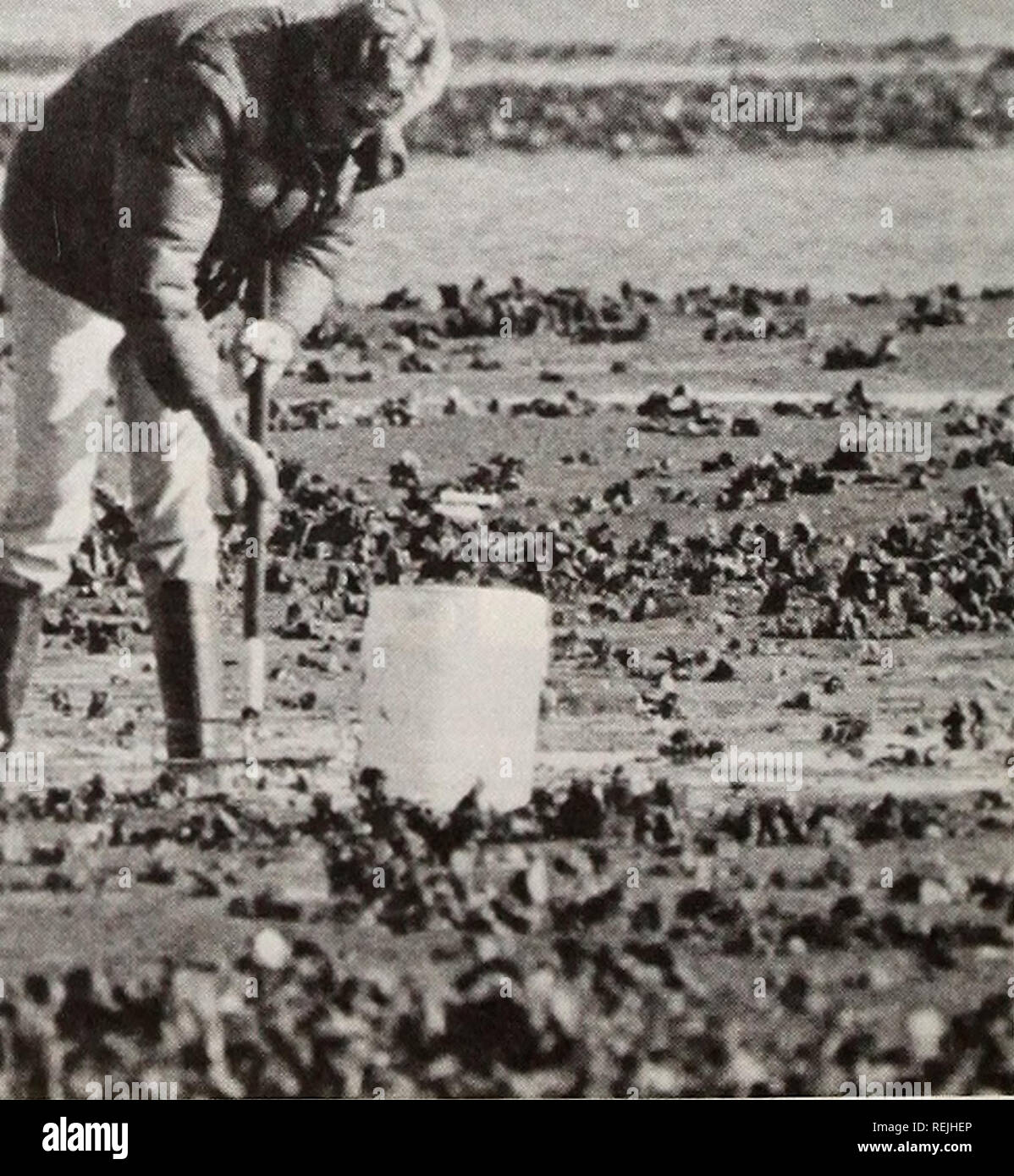 . Küste beobachten. Meeresschätze; Ozeanographie; Management von Küstenzonen; Ökologie der Küsten. Im Jones Bay im Bundesstaat. MSX hat im Newport Fluss identifiziert, Wysocking Bucht in Hyde County und die Krabbe Slough Gegend in der Nähe von Oregon Eingang. Bis vor kurzem schien es, North Carolina die Probleme, die unsere Nachbarn im Norden seit den 1950er Jahren gequält haben entgehen würden. Also, wenn Maryland Meer gewähren agent Don Webster gehört Dermo und MSX hier identifiziert worden war, er hatte vier schnelle Worte. "Oh, Gott helfe euch," sagte er. Austern einmal dominiert die Sea-food-Industrie gibt. Zu einer Zeit, da viele als 3, Stockfoto