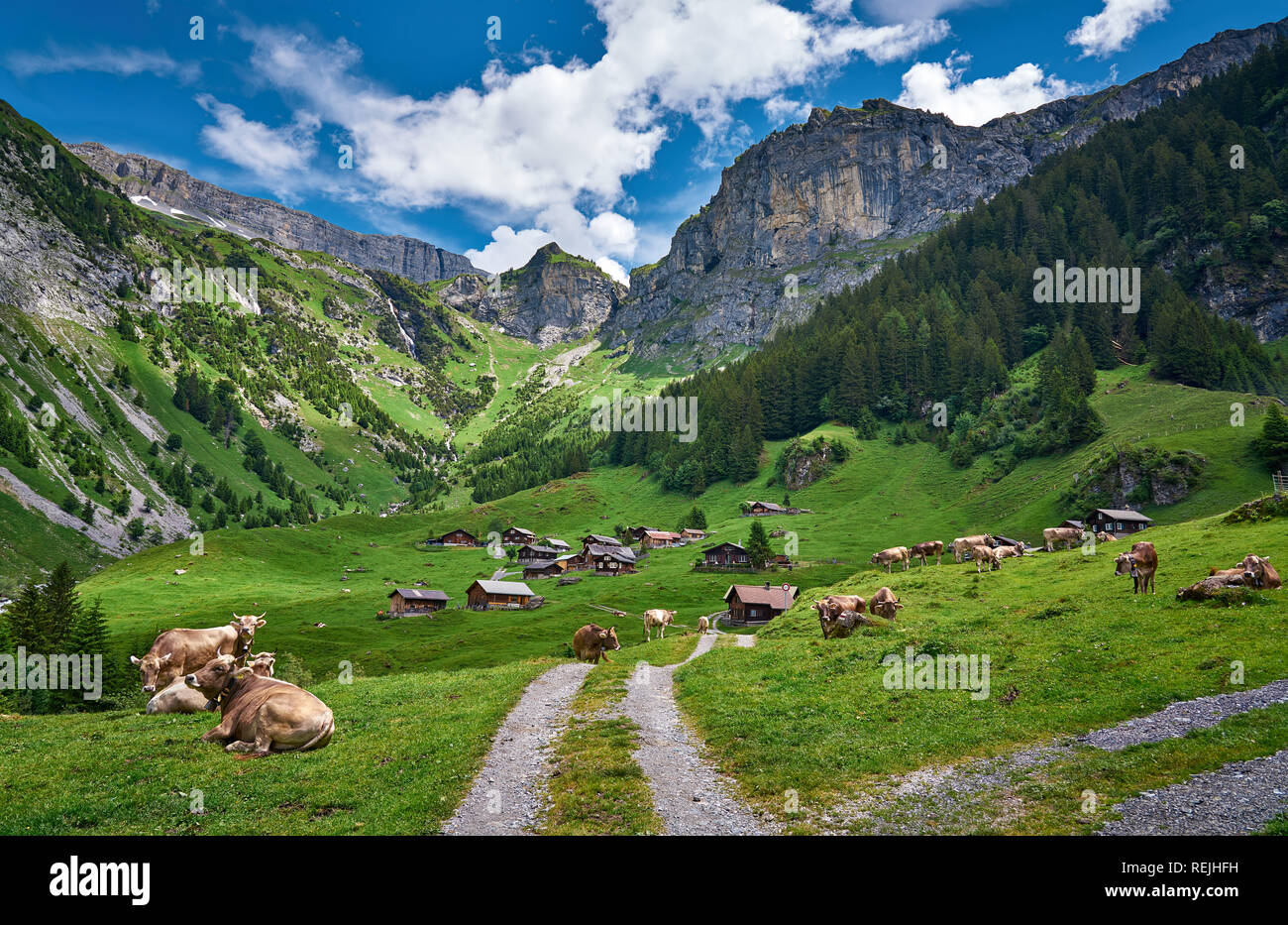Schönes Landschaftspanorama von Schweizer Alpen, mit Kühen, Wiese und Bauernhäusern. Aufgenommen in Äsch (Asch), Kanton Uri, Schweiz. Stockfoto