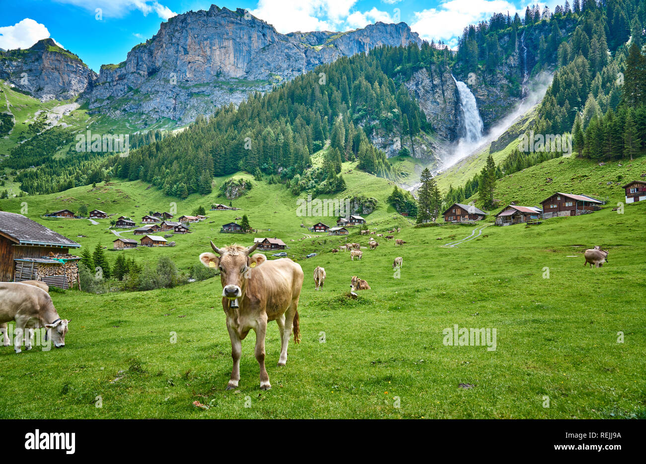Schönes Landschaftspanorama von Schweizer Alpen, mit Kühen, Wasserfall, Wiese und Bauernhäusern. Aufgenommen in Äsch (Asch), Kanton Uri, Schweiz. Stockfoto