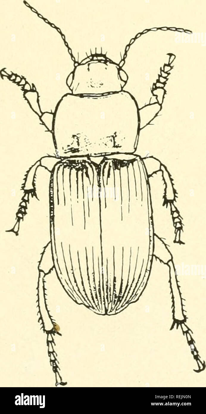 . Coleoptera illustrata. Käfer. Coleoptera Illustrata. Vol. I, Nr. 2. Platte XLVIL Carabidae. 97. Harpalus aeneus, Fabricius. &Lt; $ Lang. 10 mm. Patria. Europa, Kaukasus, Sibirien.. Bitte beachten Sie, dass diese Bilder sind von der gescannten Seite Bilder, die digital für die Lesbarkeit verbessert haben mögen - Färbung und Aussehen dieser Abbildungen können nicht perfekt dem Original ähneln. extrahiert. Notman, Howard. Brooklyn, N. Y Stockfoto