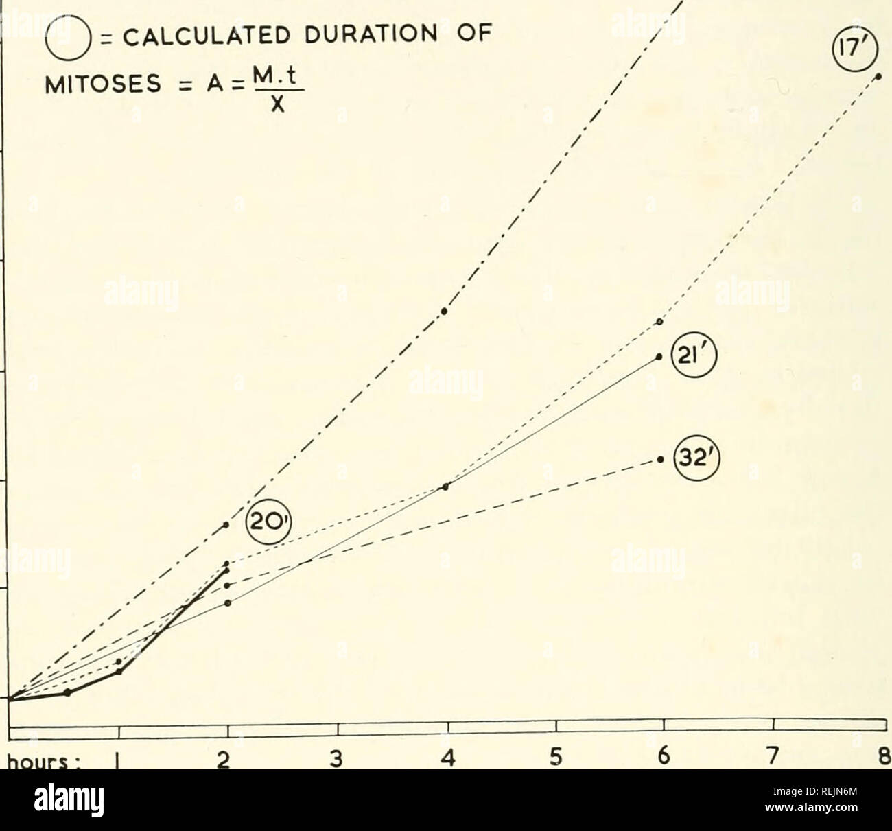 . Colchicin in der Landwirtschaft, der Medizin, der Biologie und der Chemie. Colchicine; Colchicin. 218 Colchicin trol Tiere zeigen, dass dies nicht der Fall ist, denn es zeigt sich, dass - dem 30. und 35 Stunden tween werden nach dem Hormon Injektion der Mitoseindex stark steigt. Wenn Colchicin bei der 34 - erste Stunde injiziert worden war, eine mitotische Anstieg von 2.92 bis 108.60 würde beobachtet wurden, und dies könnte nicht durch die Theorie der Meta erklärt werden - Phase verhaften. Dieser Anstieg ist jedoch nicht nur das Ergebnis von Mitotischen X35 Mitoseindex^C" 2 BERECHNETE DAUER DER MITOSEN = A=' ^-^. x30x2 Stockfoto