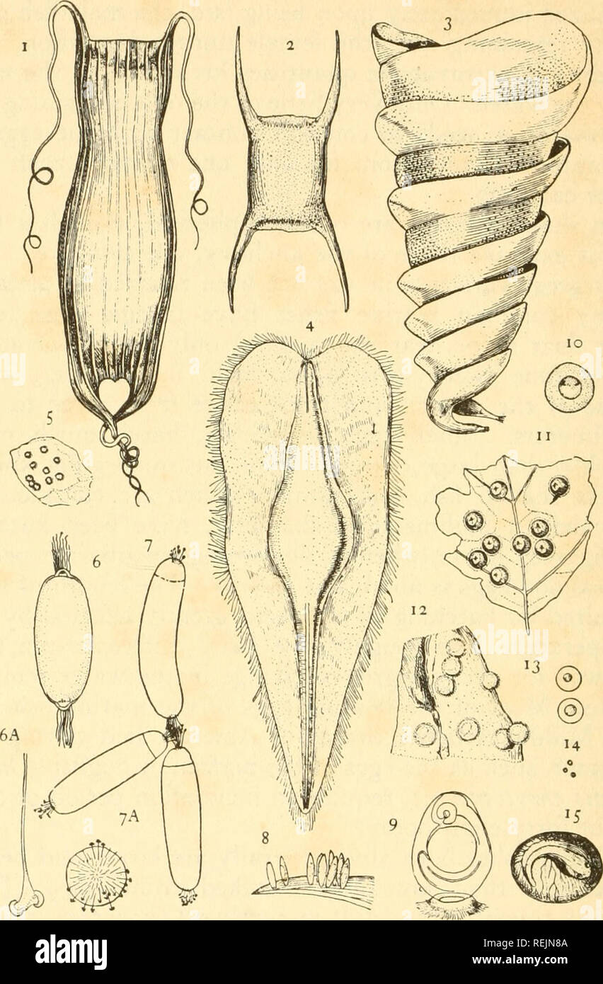 . Kaltblütige Wirbeltiere: Teil I. Fische. Fische, Amphibien, Reptilien. Fische. Abb. 41. Eier und Eiprodukte Fälle von verschiedenen Fische: Ei Fälle ICH, von cat Hai; 2, skate 3, von Port Jackson Hai; 4, der chimeroid; 5, neunauge Eier; 6, 6 a,, Myxirie, Eier und-Prozess; 7, 7 a, blindfische Blindfische, Eptatretus, Eier in Cluster und Klemme haken Prozesse; 8, blenny Ei kapseln Seetang beigefügt; 9, vergrößerte blenny ei Übersicht Modus der Kapsel; 10, lungenfisch Ei; 11, Stör Eier; 12, gar-pike Eier; 13, Seebarsch Eier; 14, shad Eier; 15, Wels Ei, showi Stockfoto