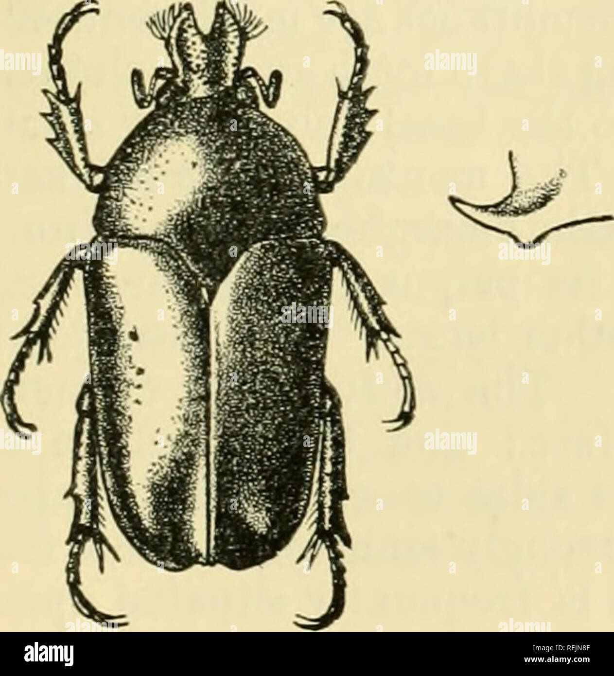 . Coleoptera: Lamellicornia. Scarabaeidae. TIIAUMASTOPEUS. 197 (ihdomen sind sehr glatt in der Mitte und sehr stark und unregelmäßig durchlöchert an den Seiten. S. der oberen und unteren Oberflächen sind viel weniger stark sculp - ersatzbrennstoffe und die Hinterbeine tarsi mehr. Der Bauch ist nicht unter beeindruckt. Lewjth 26-29 mm.; hreadtli 12-14 mm. Sri Lanka: Colombo, Belihul Oya (/. Z Kannegieter). Geben sie Coll. O. E. Janson. Nur eine einzelne männliche und drei weibliche Exemplare sind bekannt. Es trägt die nächsten Ähnlichkeit mit T. pullus, können aber leicht durch einen sorgfältigen Vergleich unterschieden werden. Es ist breiter Stockfoto