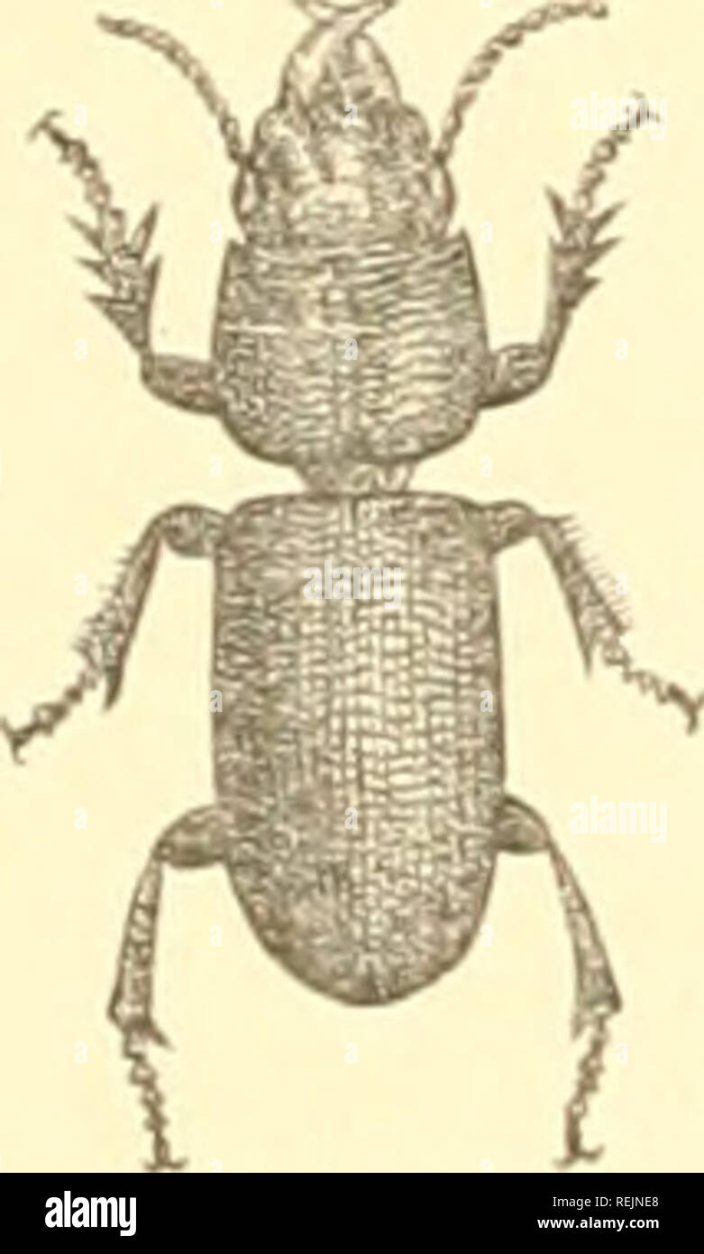 . Coleoptera. Käfer. Abb. 401. Â BTM-bidium IcBvif/a-Lum. schlank und mit langen Beinen. Seine coloi - ist hellbraun. Diese Sorte wird eyeless, obwohl Grenier, dass A. jiubertis, aus dem südlichen Frankreich, hat Minute nicht-pigmentierten Augen - Punkte, und dass diese Spots sind schwarz A. iiiilleri, aus Ungarn. Die Larve eines AiiophtliSc (tritcs selbst die Hinterbeine Winkel des Thorax zu wollen, sind die flügeldecken sind ohne oberarmkopf Carina, der maxillae leicht an der Spitze verbunden sind, und der basalen gemeinsamen Der antennfe ist lang. * S'. mibterraneus ist eine sehr häufige Arten in neue Eng-land, und ist von 0,7 t Stockfoto