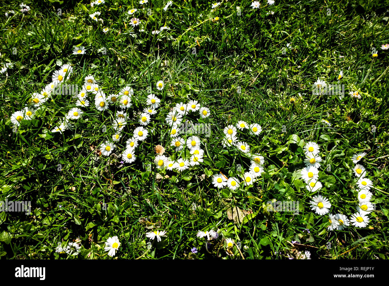 Gänseblümchen Blüten bilden ich Sie auf frische grüne Gras verpassen Stockfoto