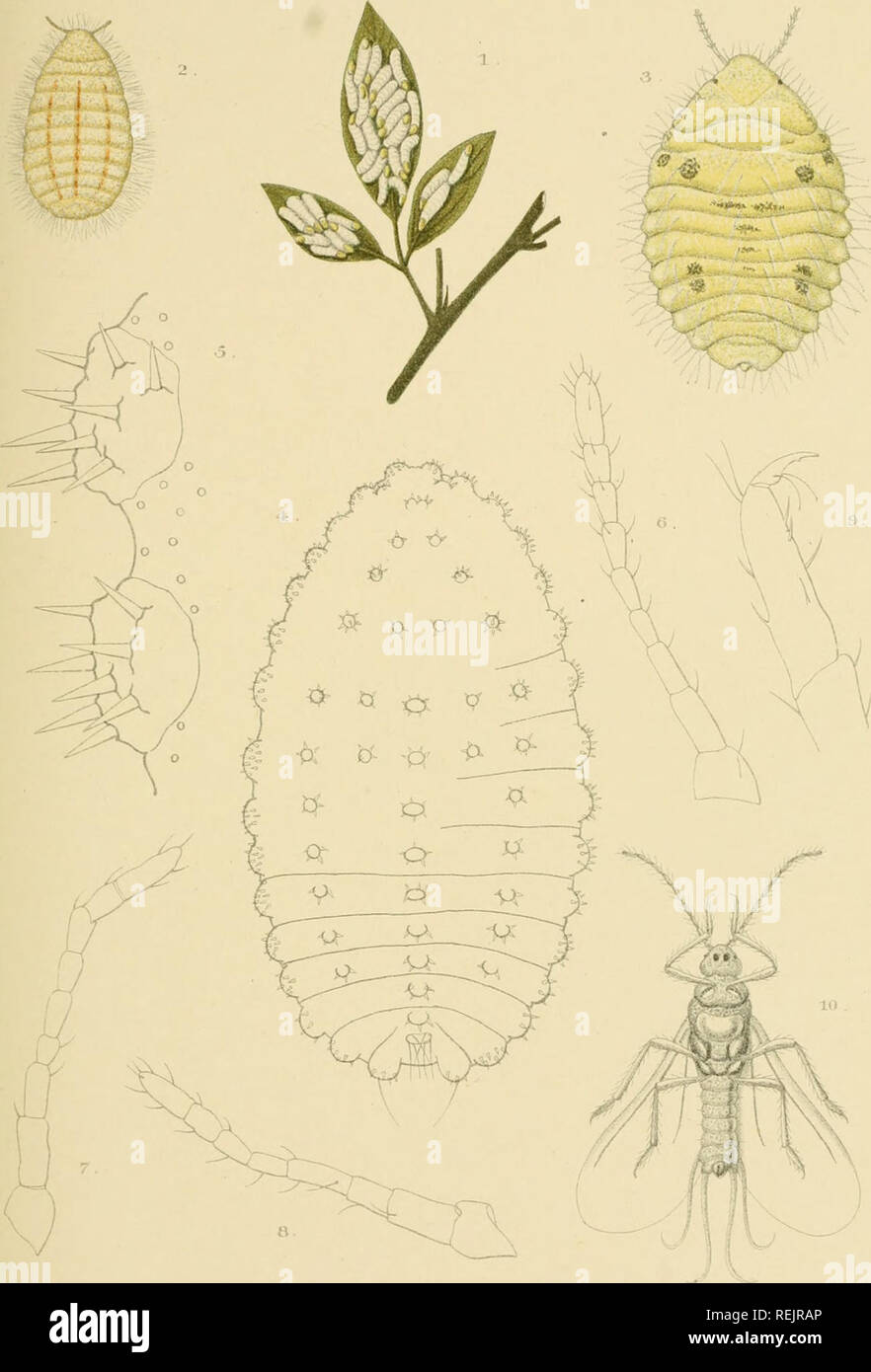. Die coccidae aus Ceylon. Insekten Sri Lanka; Maßstab Insekten. PI