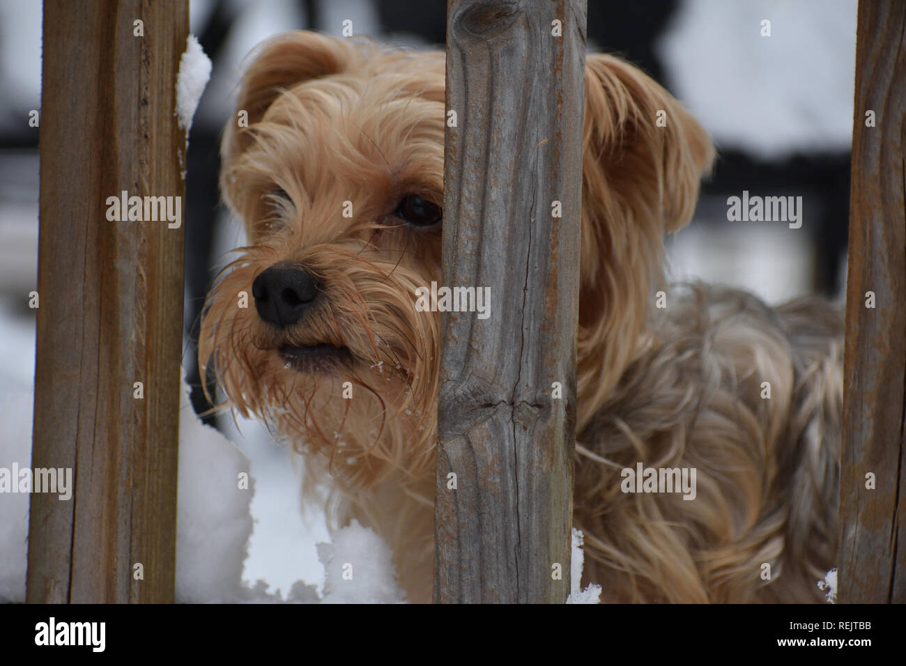 Schnee Yorkie Stockfoto