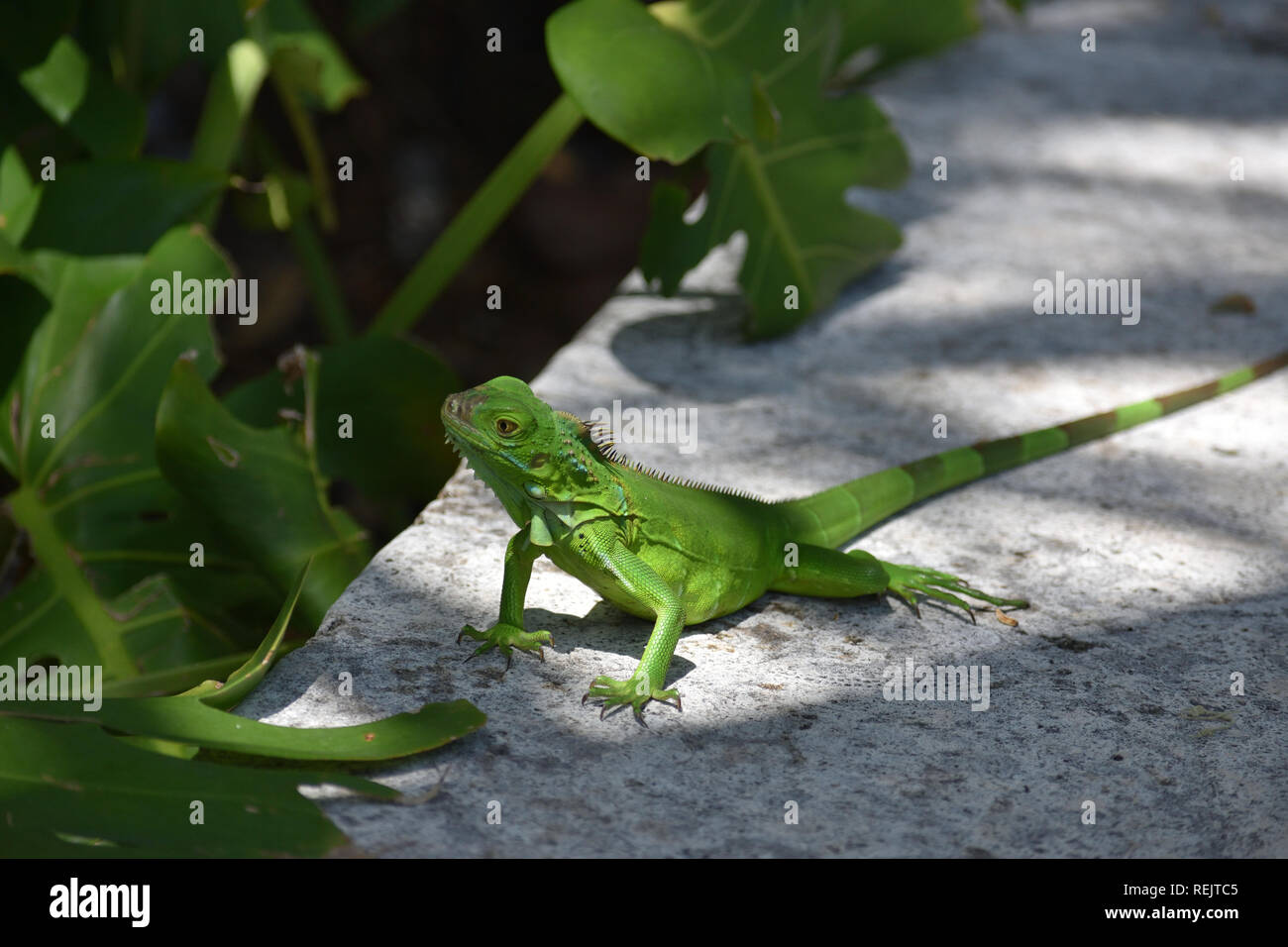 Schnee Yorkie Stockfoto