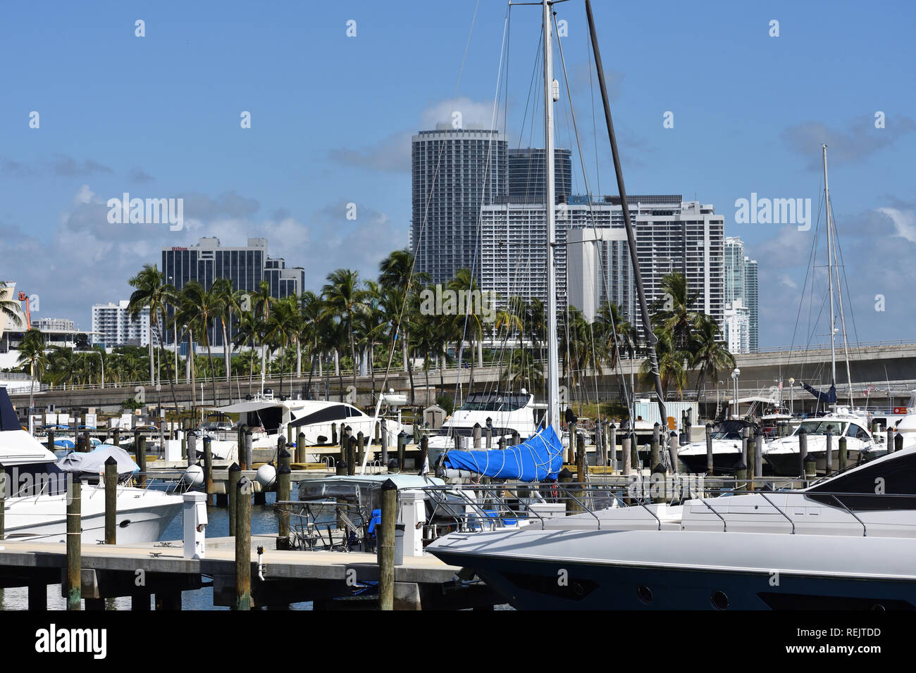 Schnee Yorkie Stockfoto