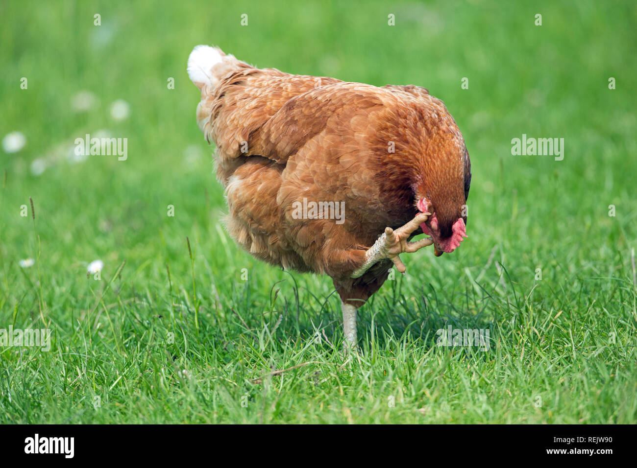 Hühner ( Gallus gallus). Henne mit rechten Fuß seinen Kopf kratzen, während Balancing, stehend auf dem linken Fuß. Stockfoto