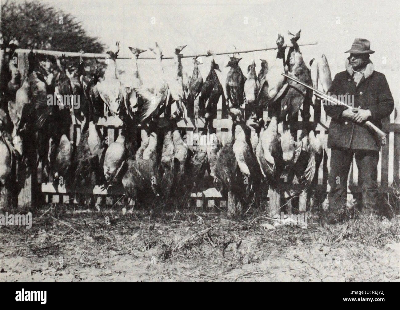. Küste beobachten. Meeresschätze; Ozeanographie; Management von Küstenzonen; Ökologie der Küsten. 1828 wurde das Gebiet mehr eines Hun-ter Paradies wenn currituck Einlass geschlossen. Die frischeren Sound Gewässern erlaubt wilde Sellerie und anderen Wasser-Geflügel Nahrungsmittel in den sumpfigen Gebieten wachsen, zieht Hunderte von Tausenden von Vögeln. Es zog auch Jäger, wie Midgett's Vater, der ihre Beute, die im nördlichen Märkten verkaufen könnte. Während der Blütezeit, es gibt keine jagdzeiten waren, sagt Midgett. "Wenn die Enten begann von Kanada nach North Carolina zu migrieren, wenn die Saison gestartet." Die Gänse und d Stockfoto