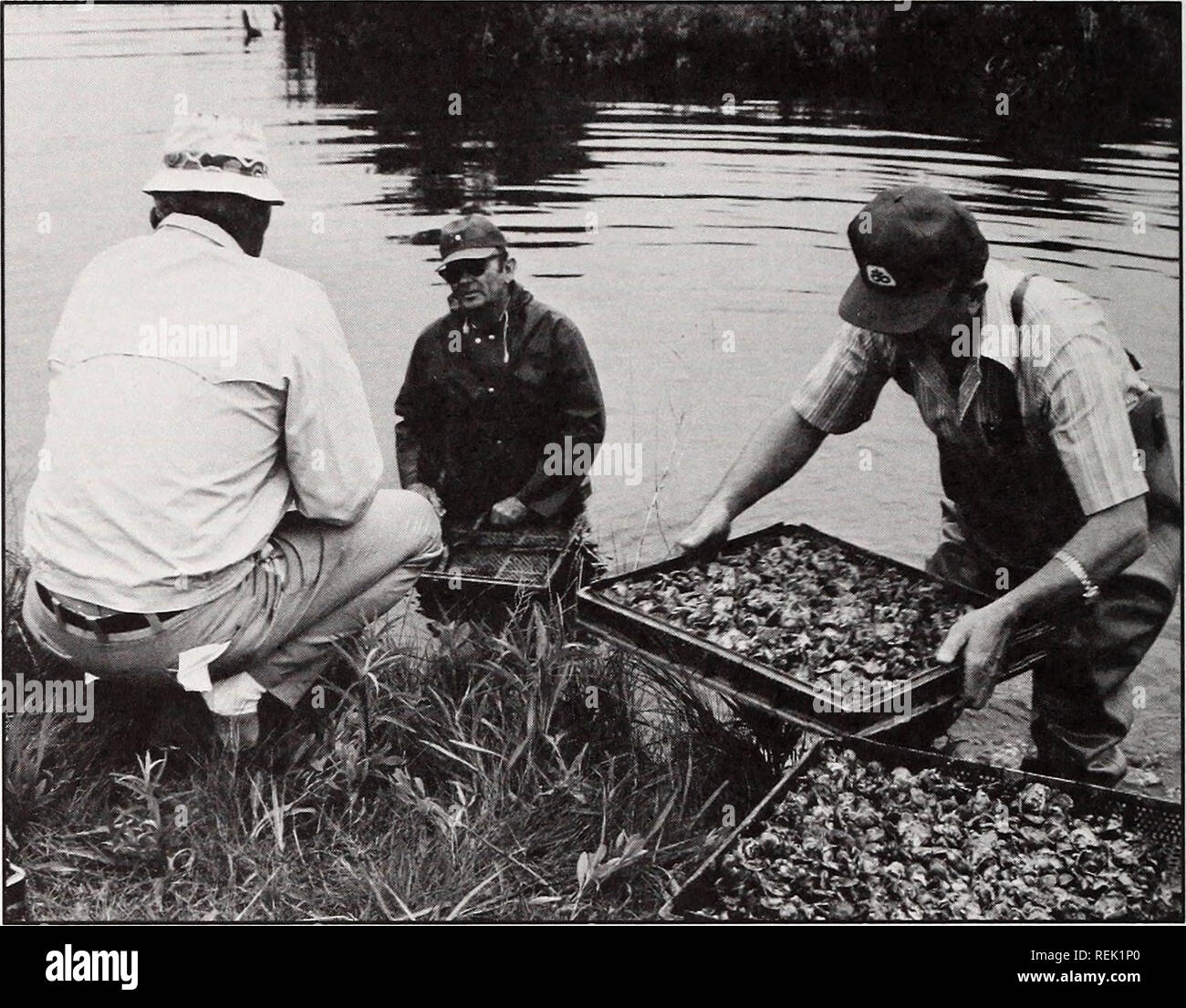 . Küste beobachten. Meeresschätze; Ozeanographie; Management von Küstenzonen; Ökologie der Küsten. Staat begann, die versuchen, die con-troversies zu vereinbaren. Zwanzig Jahre später, ist der Staat immer noch Jonglieren öffentliche und private Rechte. Zu viele Menschen, und zu viele Rechte beteiligt sind. Nun Geld ist ein Thema. Diese Felder sind wertvoller, weil so viel des Landes für shellfishing verwendet werden können. Und shell - Fisch Fischer bringen einen hohen Preis auf dem Markt. 1971, Fischer einen Penny eine Muschel, Rivenbark sagt. Jetzt erhalten Sie ca. 15 Cent. Infolge des erhöhten Wert und der Verwendung von untergetauchten landet, Zustand Stockfoto