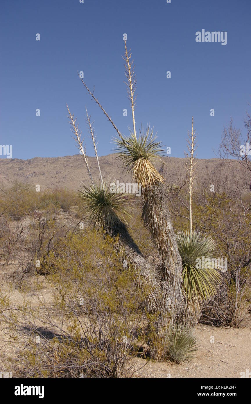 Joshua Tree (Yucca Buergeri) im Arizona Stockfoto
