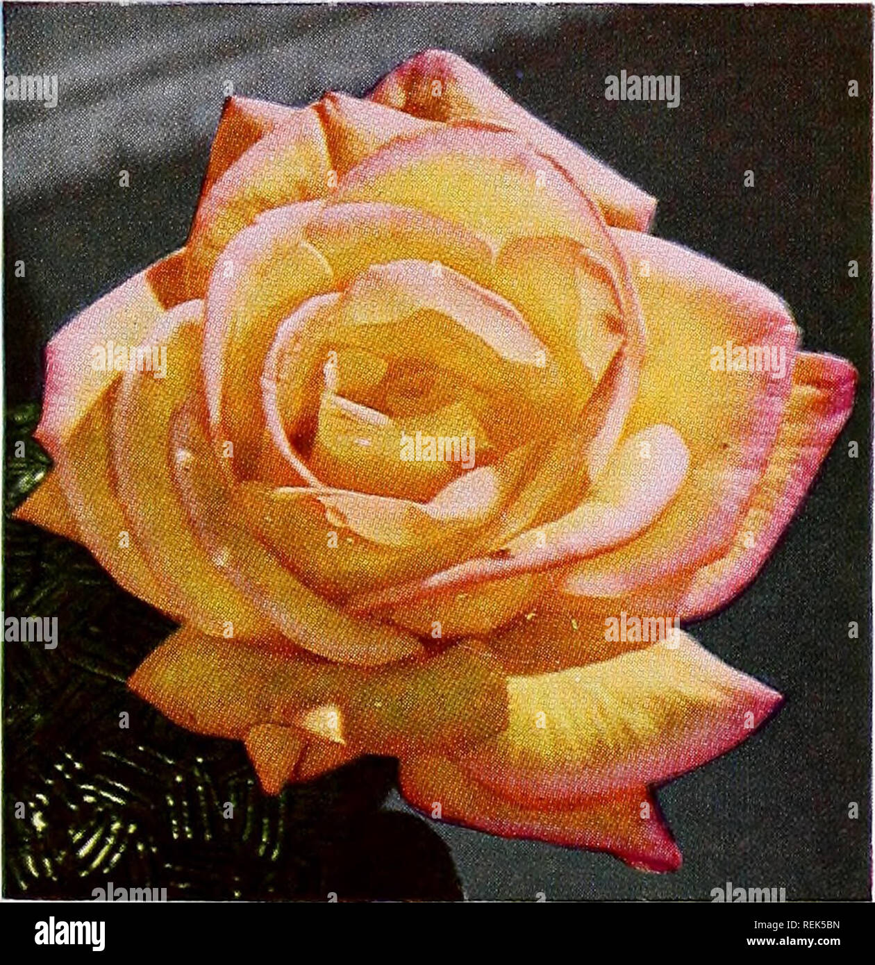 . C.M. Hobbs &Amp; Söhne. Baumschulen Gartenbau Kataloge; Evergreens Kataloge; Obstbäume Kataloge; Klettern; Sträucher pflanzen Kataloge Kataloge; Gemüse Kataloge. Das HERZ BEGEHRT. Eine feine rote-rote Farbe, ausgezeichnete bud Form und der wunderbare Duft blüht. (Pat. Nr. 501) Helen Traubel. Ein hoch wachsende, kräftige Pflanze mit warmen Rosa und helle Aprikose Blume. Lange spitz Knospen. (Pat. Nr. 1028) KING'S RANSOM. Gelb verchromt. (Pat. Nr. 2103) KORDES PERFECTA. Rosa, Weiß, Gelb. (Pat. Nr. 1604) MOJAVE. Gemischt, Lachs, Apricot und orange, und die Farbe vertieft mit kühleren Wetter. (Pat. Stockfoto