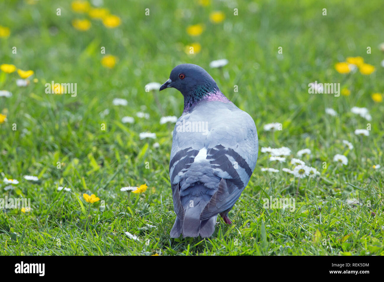 ​Rock Taube (Columba livia). Auf dem Rasen von einem privaten Haus Garten. Insel Iona, Inneren Hebriden, Westküste, Schottland. Stockfoto