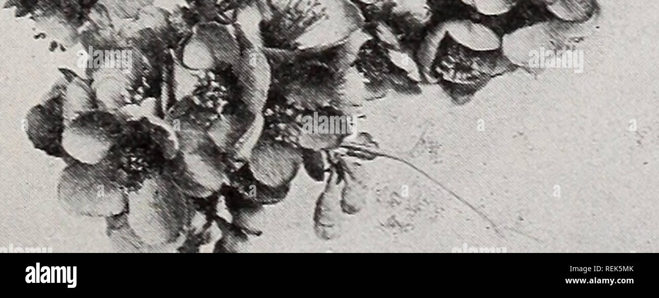 . C.M. Hobbs &Amp; Söhne. Baumschulen Gartenbau Kataloge; Evergreens Kataloge; Obstbäume Kataloge; Klettern; Sträucher pflanzen Kataloge Kataloge Kataloge; Blumen; Gemüse Kataloge. . Bitte beachten Sie, dass diese Bilder sind von der gescannten Seite Bilder, die digital für die Lesbarkeit verbessert haben mögen - Färbung und Aussehen dieser Abbildungen können nicht perfekt dem Original ähneln. extrahiert. C.M. Hobbs &Amp; Söhne; Henry G. Gilbert Baumschule und Saatgut Handel Katalog Kollektion. Bridgeport, Ind.: C.M.Hobbs &Amp; Söhne Stockfoto