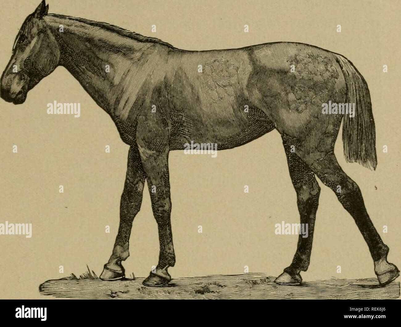 Tibia muskel pferd -Fotos und -Bildmaterial in hoher Auflösung – Alamy