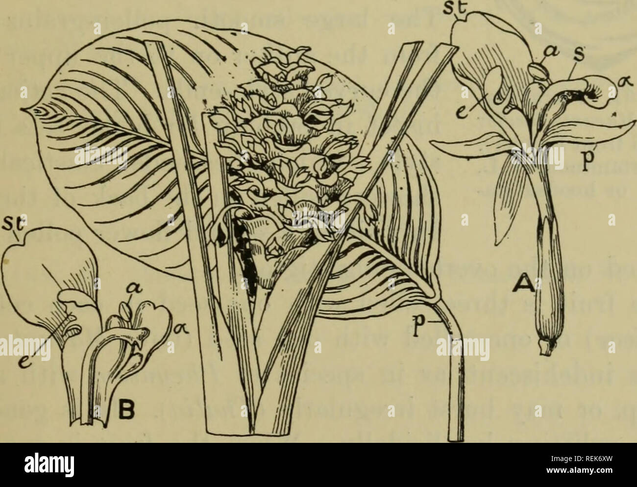 . Die Klassifizierung der blühenden Pflanzen. Pflanzen. MARANTACEAE 841 besteht ebenfalls aus sehr Erweiterte farblose Wasser - Speichern von Zellen. Die mittelrippe teilt die Blade asymmetrisch und, wie in anderen Scitamineae mit schrägen Hölzer, die engeren "halbe" gewürfelt wird rund um die größeren in der jungen Blatt. Die Blüten bilden eine Spike oder rispe, die generell Terminal auf einer grünen Schießen ist, selten auf einer Skala-Lager scape oder entspringen direkt aus dem Rhizom. Die Hüllblätter sind in der Regel in zwei Reihen, die durch ungleiche Wachstum oft zur Seite geschoben werden. Die Blüten stehen in Paaren im Deckblatt - achseln Stockfoto