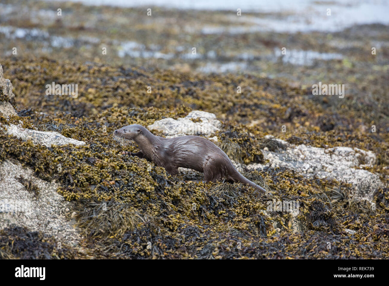 Eurasische Fischotter (Lutra Lutra). Bewegung, auf der Suche nach Nahrung unter braunen Algen am Strand intertidal Zone, die auf einem Mull Strand. Farbe getarnt. Schottland. Stockfoto