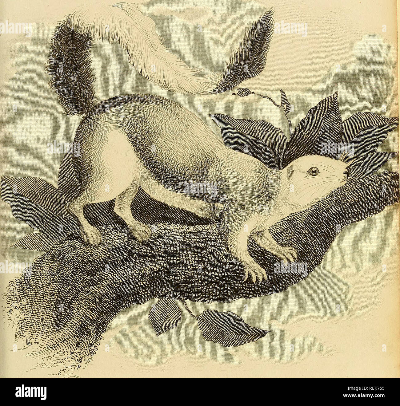 . Die Klasse Mammalia. Säugetiere. Ich^^ AUId IST CES^S (g&gt; U2 mmHi 3L, $ •. -.- LEMECIEPS. Geoff. ^ Hamilton Smith Esgrddt J. Scott sc. Durch G £ London-Published. WxttakcrDecTl 1315.. Bitte beachten Sie, dass diese Bilder sind von der gescannten Seite Bilder, die digital für die Lesbarkeit verbessert haben mögen - Färbung und Aussehen dieser Abbildungen können nicht perfekt dem Original ähneln. extrahiert. Cuvier, Georges, Baron, 1769-1832; Griffith, Edward, 1790-1858; Pidgeon, Edward; Smith, Charles Hamilton, Landseer, Thomas, 1795-1880, Kranke; Basire, James, 1769-1835, Stecher; Bradley, T., Stecher; Clowes Stockfoto