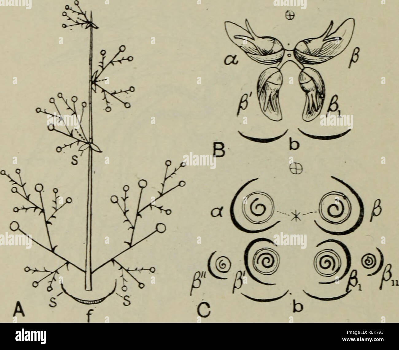 . Die Klassifizierung der blühenden Pflanzen. Pflanzen. 56 FLOWERIXG PFLANZEN Familie IV. CANXABINACEAE Eine sehr kleine Familie mit nur zwei Gattungen, Humuhis, mit zwei Arten, von denen eine, H. Lupulus, ist der Hopfen und Cannabis sativa (Hanf). Sie werden Kräuter mit kein Latex. Die Blätter sind palmate oder palminerved, mit persistenten Nebenblätter. Die Blumen, die in der Regel Zweihäusig sind, und in cjTnose Blütenstände, die locker sind und viele, die in der männlichen blühenden getragen, nur wenige Blüten. Abb. 20. Humuhis Lupulus. A. Plan männlicher Blütenstand;/, subtending Blatt vertreten 17-32}' durch seine Paar des Nebenblattes, s, s. B Stockfoto
