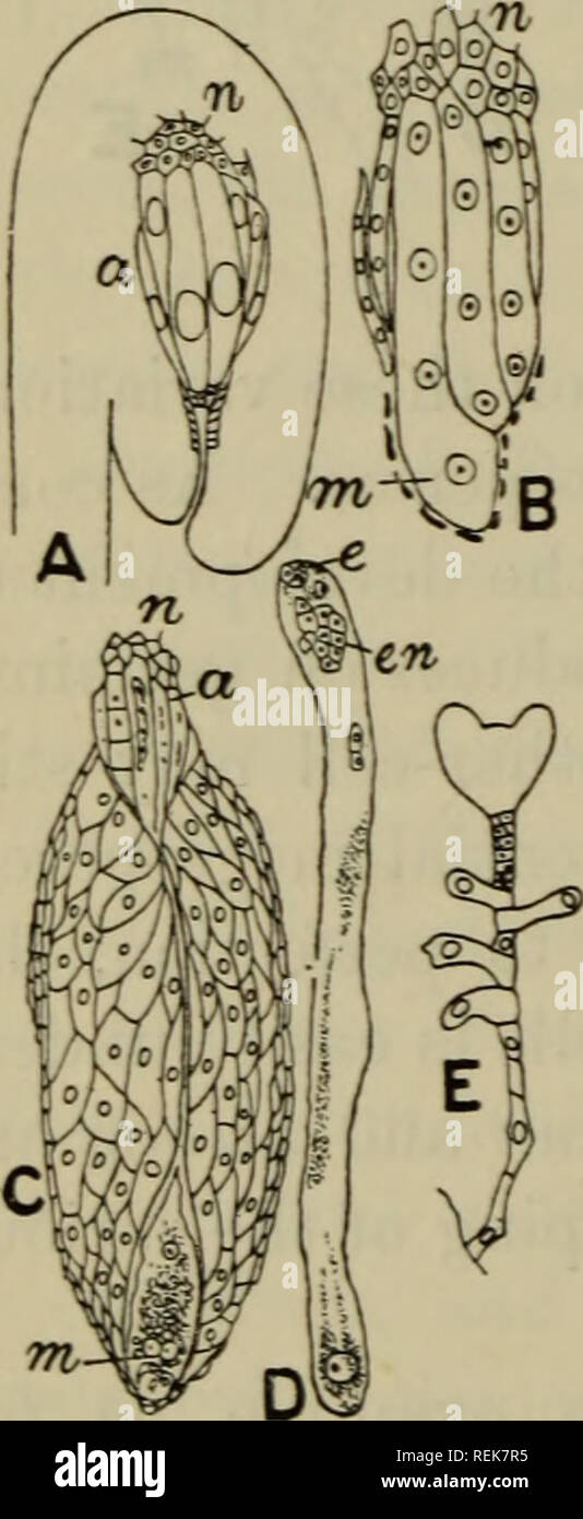 . Die Klassifizierung der blühenden Pflanzen. Pflanzen. 154 blühenden Pflanzen [CH.Entwicklung, enorm wachsende auf Kosten seiner Schwester - Zellen und die Zellen des tapetum und nucellus, der embryo-sac zu bilden. Eine Verringerung der Anzahl der Chromosomen tritt in der embryo-sac - Mutter - Zelle, ähnlich wie bei der Pollen - Mutter - Zelle. Ob die ursprüngliche archesporial Zelle (wie in Lilium) oder die spore - Mutter - Zelle selbst das spore, oder die spore - Mutter - Zelle teilt mehrere potenzielle Sporen zu produzieren, die Anzahl der Chromosomen im Zellkern beobachtet, wenn es verlässt den ruhenden Zustand am c Stockfoto . Die Klassifizierung der blühenden Pflanzen. Pflanzen. 154 blühenden Pflanzen [CH.Entwicklung, enorm wachsende auf Kosten seiner Schwester - Zellen und die Zellen des tapetum und nucellus, der embryo-sac zu bilden. Eine Verringerung der Anzahl der Chromosomen tritt in der embryo-sac - Mutter - Zelle, ähnlich wie bei der Pollen - Mutter - Zelle. Ob die ursprüngliche archesporial Zelle (wie in Lilium) oder die spore - Mutter - Zelle selbst das spore, oder die spore - Mutter - Zelle teilt mehrere potenzielle Sporen zu produzieren, die Anzahl der Chromosomen im Zellkern beobachtet, wenn es verlässt den ruhenden Zustand am c Stockfoto