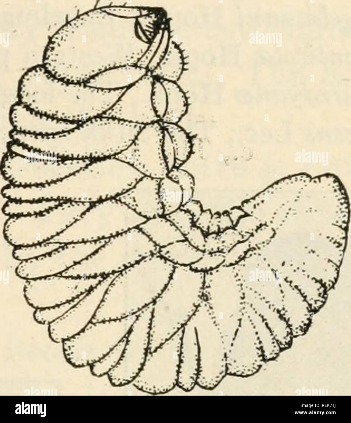 . Klasse Buch der wirtschaftlichen Entomologie. Insekten, Schädigenden und nützlich. [Aus dem alten Katalog]; Insekten; Insekten. Abb. 223.-Klee root Borer {Hy-lastinus Obscurus). Natürliche Größe auf der rechten Seite. {Nach Webster, US Bur. Ent.) Abb. 224.-Larve oder grub der Klee root Borer. En-Larged. {Nach Webster.) Larvce.-Feed auf Pilz wächst an den Wänden der Tunnel; reifen Sie spät in der Saison. Pupce. - in Tunneln und Erwachsene gebildet durch Eingang Loch von Mutter Käfer entstehen. Clover Root Borer {Hylastinus obscurus Sumpf). - Erwachsene. Ein kleines, dunkles Braun zylindrische haarige scoly - tidid Käfer, Jfo ii^ ch Lange; Wing-Abdeckungen Stockfoto