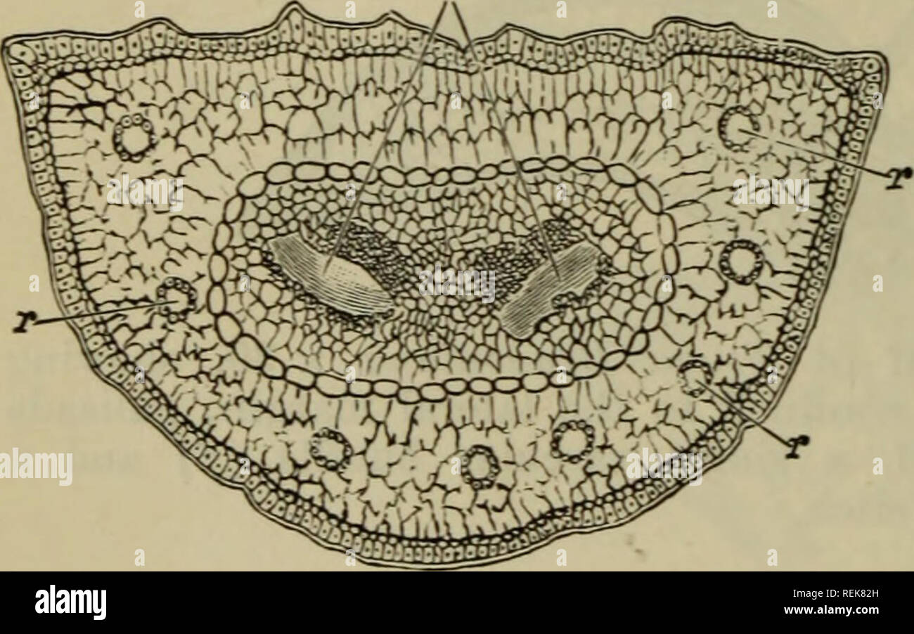 . Die Klassifizierung der blühenden Pflanzen. Pflanzen. 86 blühende Pflanzen [CH.Einheitliche auf beiden Flächen (Abb. 25). Die Oberfläche der meso-phyll - Zellen in der Finnen wird durch infoldings der Wände (Abb. erweitert. 26). Harz-Kanäle treten in bestimmten Positionen im mesophyll. Ein einzelnes Paket trägt das Blatt aus dem Schaft. Im weiteren geht es in mehrere unterschiedliche Bereiche aufteilt. In schmale Blätter gibt es einen einzigen median-Paket - Region, die durch eine in der Regel gut definierten Endodermis, innerhalb dessen ist ein einzelnes Paket oder ein paar Bündel von Konjunktiv Gewebe umgeben begrenzt. Das Holz und Bast werden durch getrennt Stockfoto
