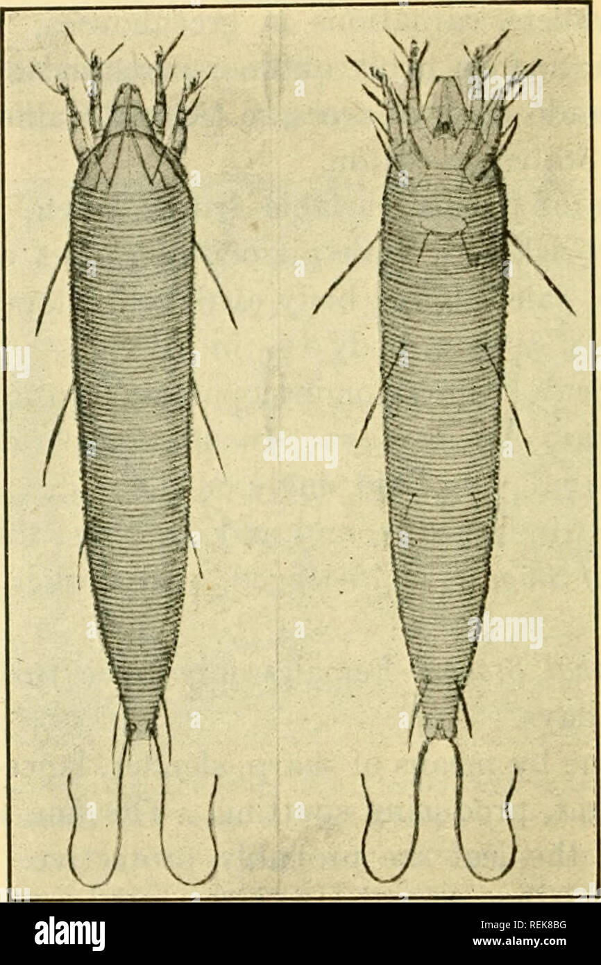 Eriophyes pyri pgst Fotos und Bildmaterial in hoher Auflösung Alamy