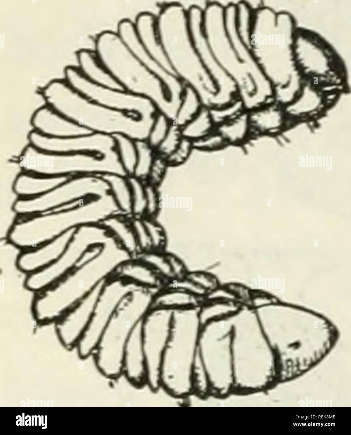 . Klasse Buch der wirtschaftlichen Entomologie, mit besonderem Bezug auf die wirtschaftliche Insekten der Norden der USA und in Kanada. Nützliche Insekten; Schädlinge; Insekten; Insekten. . Bitte beachten Sie, dass diese Bilder sind von der gescannten Seite Bilder, die digital für die Lesbarkeit verbessert haben mögen - Färbung und Aussehen dieser Abbildungen können nicht perfekt dem Original ähneln. extrahiert. Lochhead, William, 1864-1927. Philadelphia: Blakiston Stockfoto