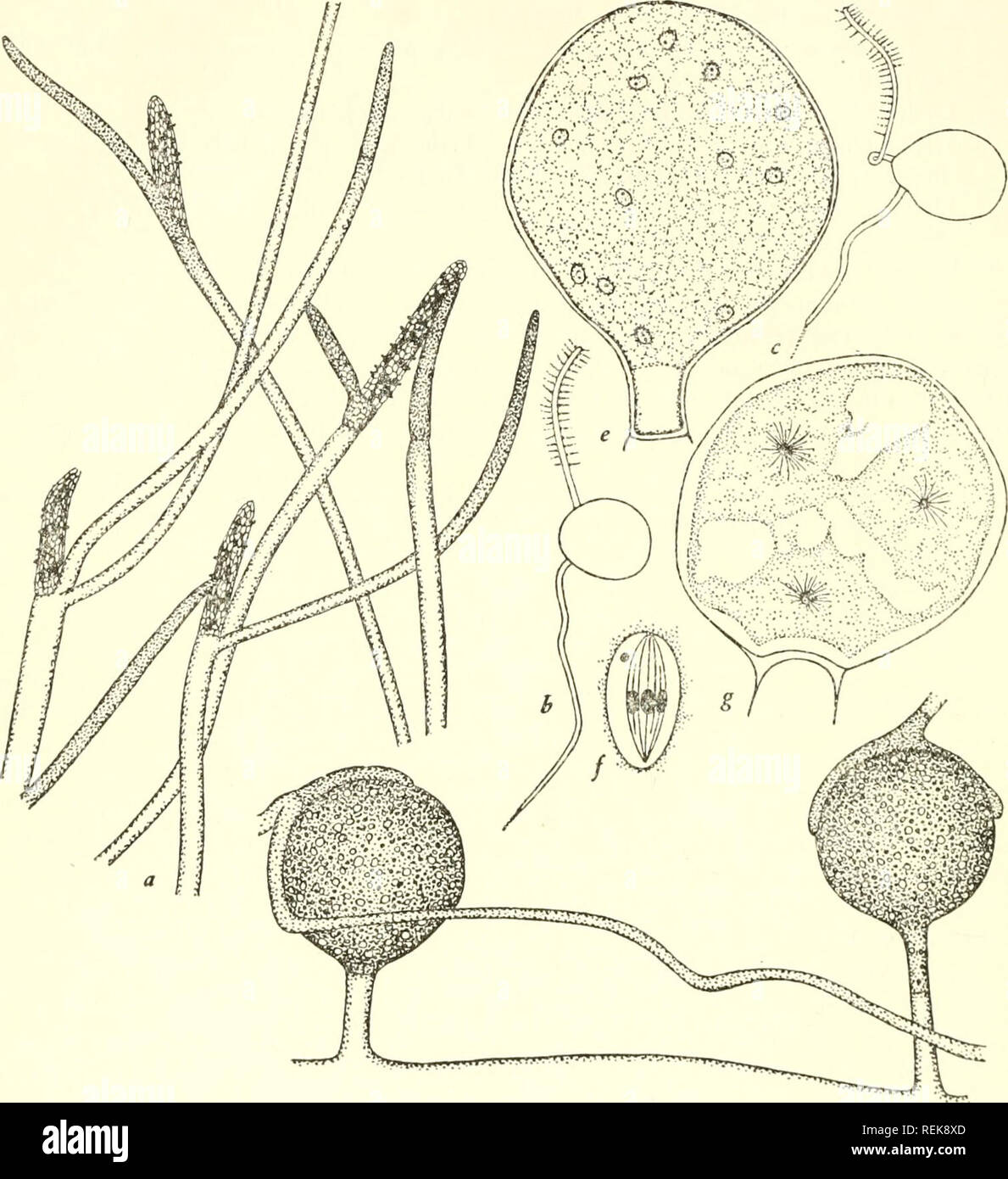 . Die Klassifizierung der niedrigeren Organismen. Biologie. 78] Die Klassifizierung der niedrigeren Organismen. ^ t* SJi" • ITi''!'' nVgi Zotten Abb. 14.- oomyzeten: a. Filamente und sporangien von Dictyuchus sp. x 50. B, C, zoosporen der zweiten Stufe der Schwimmen, der achlya caroliniana und Sapro - legnia Ferax nach Couch (1941) x 1.000. d^Oogonien und Dictyuchus antheridia der X400. e, f, g, Saprolegnia mixta nach Davis (1903): e, Entwicklung oogonium mit zahlreichen Kerne x500; f, metaphase der nuklearen Division x 2.000; g, Entwicklung oogonium, in der die meisten der Kerne Degeneration unterzogen wurden; einige wenige haben Bec Stockfoto