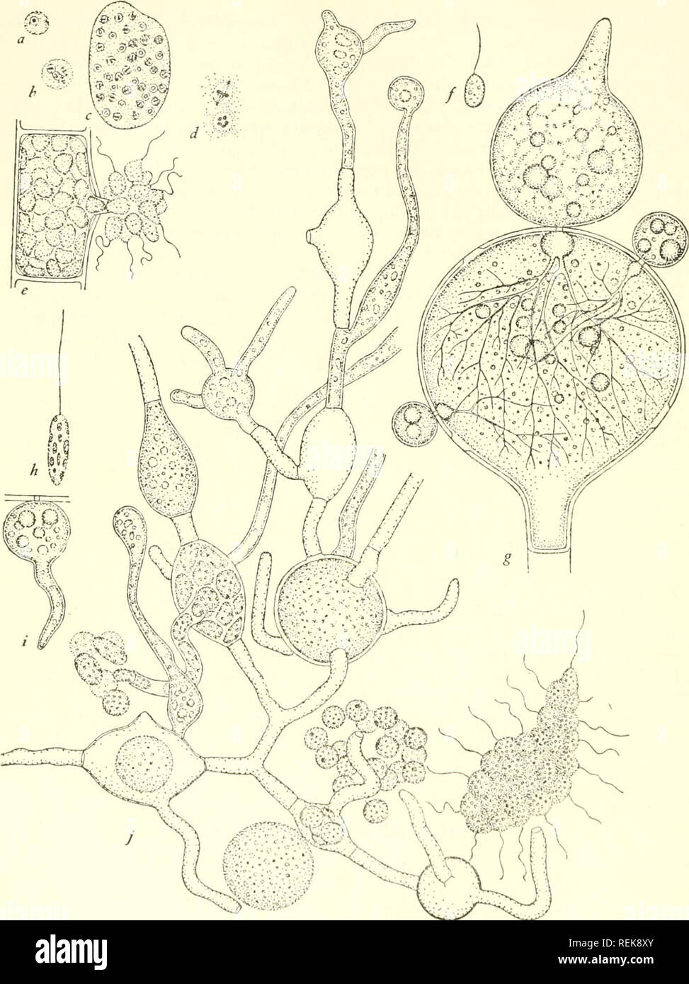 . Die Klassifizierung der niedrigeren Organismen. Biologie. 70] Die