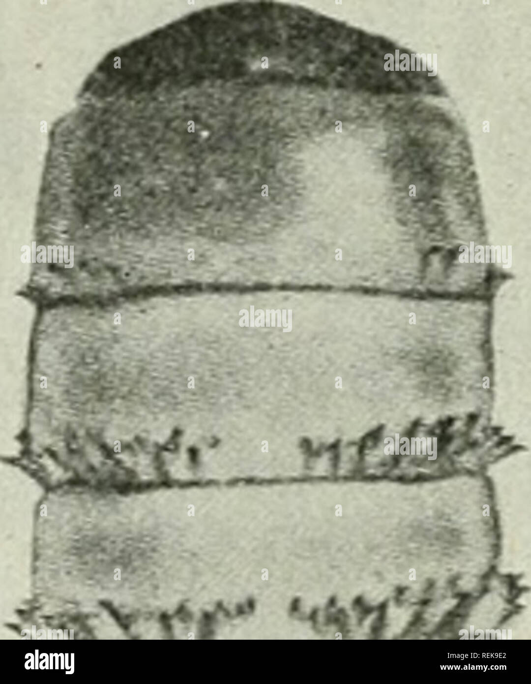 . Klasse Buch der wirtschaftlichen Entomologie, mit besonderem Bezug auf die wirtschaftliche Insekten der Norden der USA und in Kanada. Nützliche Insekten; Schädlinge; Insekten; Insekten. . Bitte beachten Sie, dass diese Bilder sind von der gescannten Seite Bilder, die digital für die Lesbarkeit verbessert haben mögen - Färbung und Aussehen dieser Abbildungen können nicht perfekt dem Original ähneln. extrahiert. Lochhead, William, 1864-1927. Philadelphia: Blakiston Stockfoto