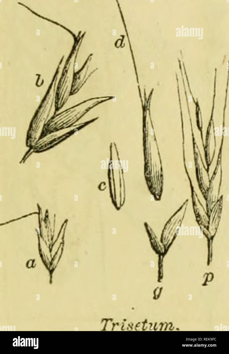 . Klasse - das Buch der Botanik: die Konturen der Struktur, Physiologie und Klassifizierung der Pflanzen; mit einem Flora von den Vereinigten Staaten und Kanada. Botanik; Pflanzen; pflanzen. . Bitte beachten Sie, dass diese Bilder sind von der gescannten Seite Bilder, die digital für die Lesbarkeit verbessert haben mögen - Färbung und Aussehen dieser Abbildungen können nicht perfekt dem Original ähneln. extrahiert. Holz, Alphonso, 1810-1881. New York, A. S. Barnes& Grat Stockfoto