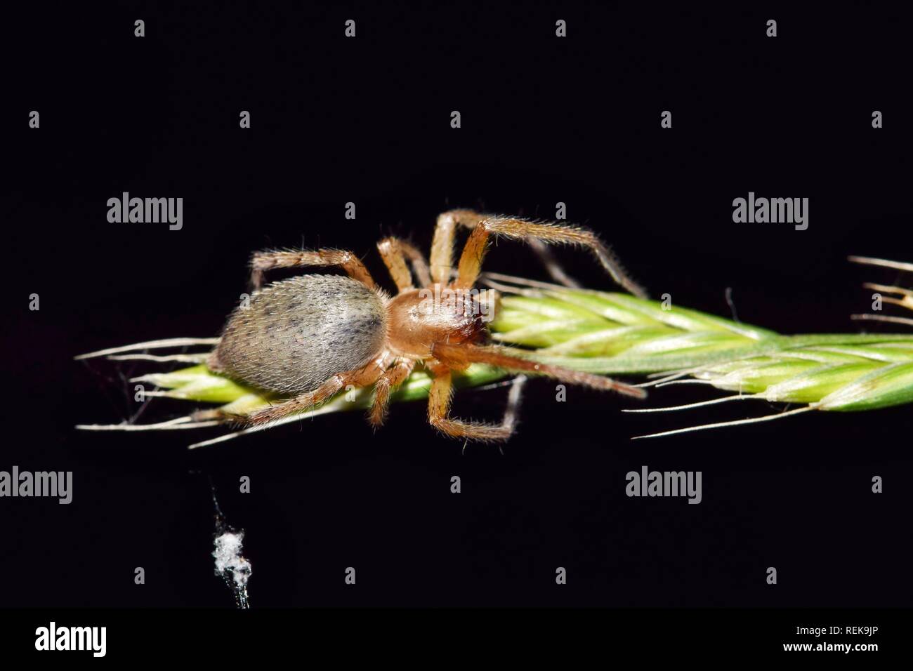 Diese gelbe Sac spider (Cheiracanthium) ist auf die Jagd in der Nacht auf einem grassamen Stiel mit einem schwarzen Hintergrund. Bild in Houston, TX. Stockfoto