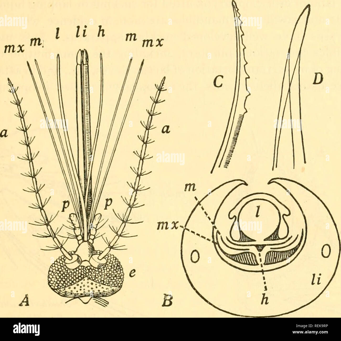 . Klasse Buch der wirtschaftlichen Entomologie, mit besonderem Bezug auf die wirtschaftliche Insekten der Norden der USA und in Kanada. Nützliche Insekten; Schädlinge; Insekten; Insekten. Struktur, WACHSTUM UND WIRTSCHAFTLICHKEIT VON INSEKTEN 9 Gelenkwelle Schnabel, die geänderten Schamlippen. Das labrum schließt der Nut (Abb. 14). I li h. Abb. Ii - Mund - Teile der weiblichen Moskitos (Culex pipiens). A, Dorsalen Aspekt; B, Querschnitt; C-, Extremitäten der Maxilla; D, Extremitäten des labrum-Epi-Rachen; Ein., Antenne; e., Compound eye; h., hypopharynx; I., labrum - epipharynx; li., Schamlippen; m., Unterkiefer; mx., Maxilla; p-, maxill Stockfoto