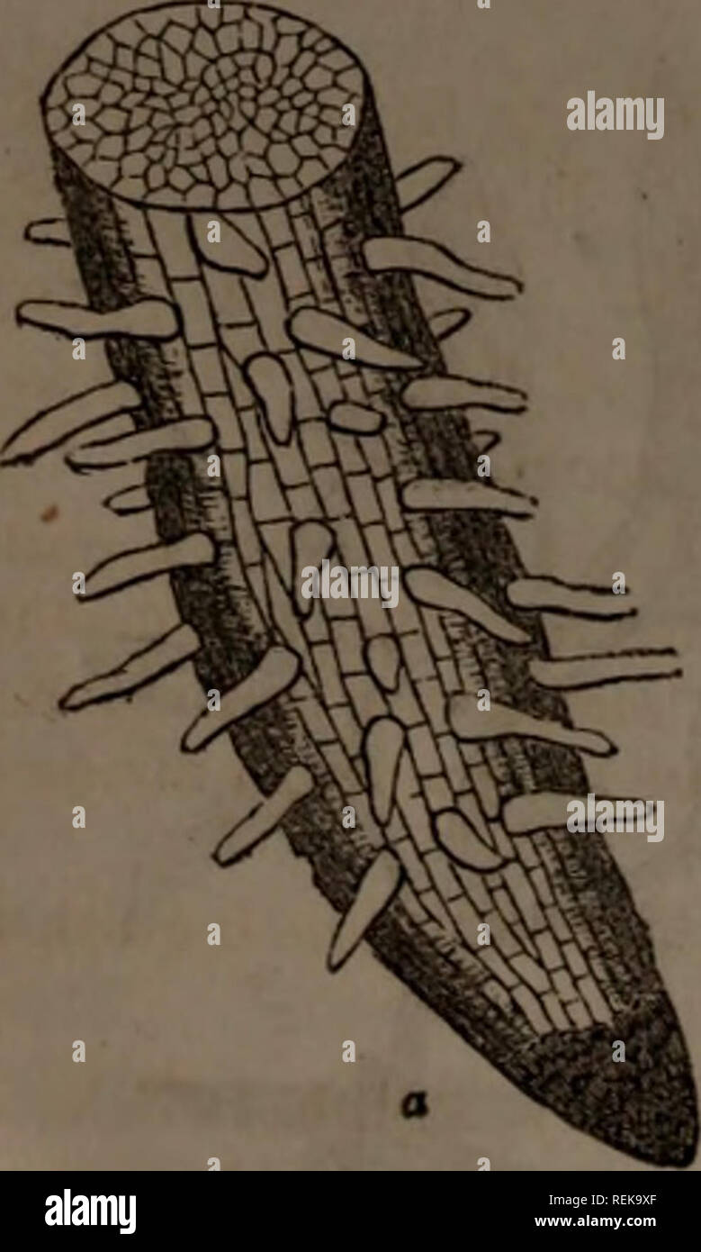 . Klasse - das Buch der Botanik: die Konturen der Struktur, Physiologie und Klassifizierung der Pflanzen: Mit einem Flora von den Vereinigten Staaten und Kanada. Botanik; Botanik; Botanik. 24 THK BOOT, oder absteigend Achse. 112. Die Frucht. Nach der Blüte sein Büro erfüllt hat, den De-ciduous Teile fallen weg, und die restlichen Energien der Anlage sind für die Entwicklung der blütenstempel in die perfekte Frucht geleitet. Lassen Sie uns diese Lehre veranschaulichen, indem Sie Tracing 113. Ein Blick op die Organe OP der P-EONT, zum Beispiel (r) die Wurzel mit seinen zahlreichen Fasern und fabrfflce (einige Fasern knötchenförmige) der Achse Stockfoto