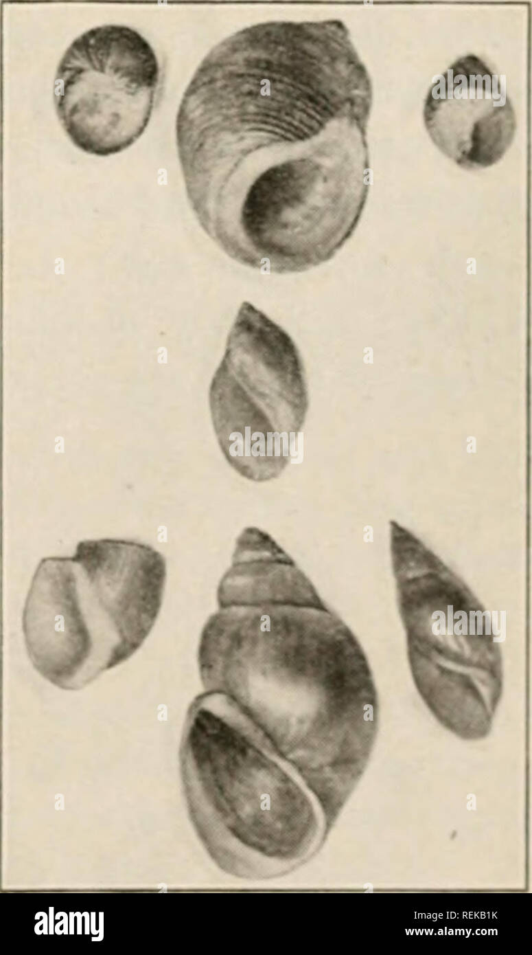 . Civic Biologie; Lehrbuch der Probleme, lokaler und nationaler Ebene, die nur durch die bürgerliche coöperation gelöst werden können. Biologie. Abb. 130. Eine gemeinsame Land snail stndied als eine interessante Neuheit in nii&gt; st-Amerikanischen commnnitics. Für alles, was wir wissen, nmy nicht unsere Big, Fat garten Schnecken Delikatessen werden? Garten Schnecken mit Meeres- und Süßwasser-Schnecken, die sie gesehen werden können, ähneln, außer in Bezug auf die rudimentären Shell vergleichen. Diese Schnecken sind oft als destruktive in Gärten als eine Sekte, und, 1) eing nachtaktiv, sind wenig bekannt. Sammeln der Eier (Translucent, gelblich, über die Größe der Schrot, ich Stockfoto