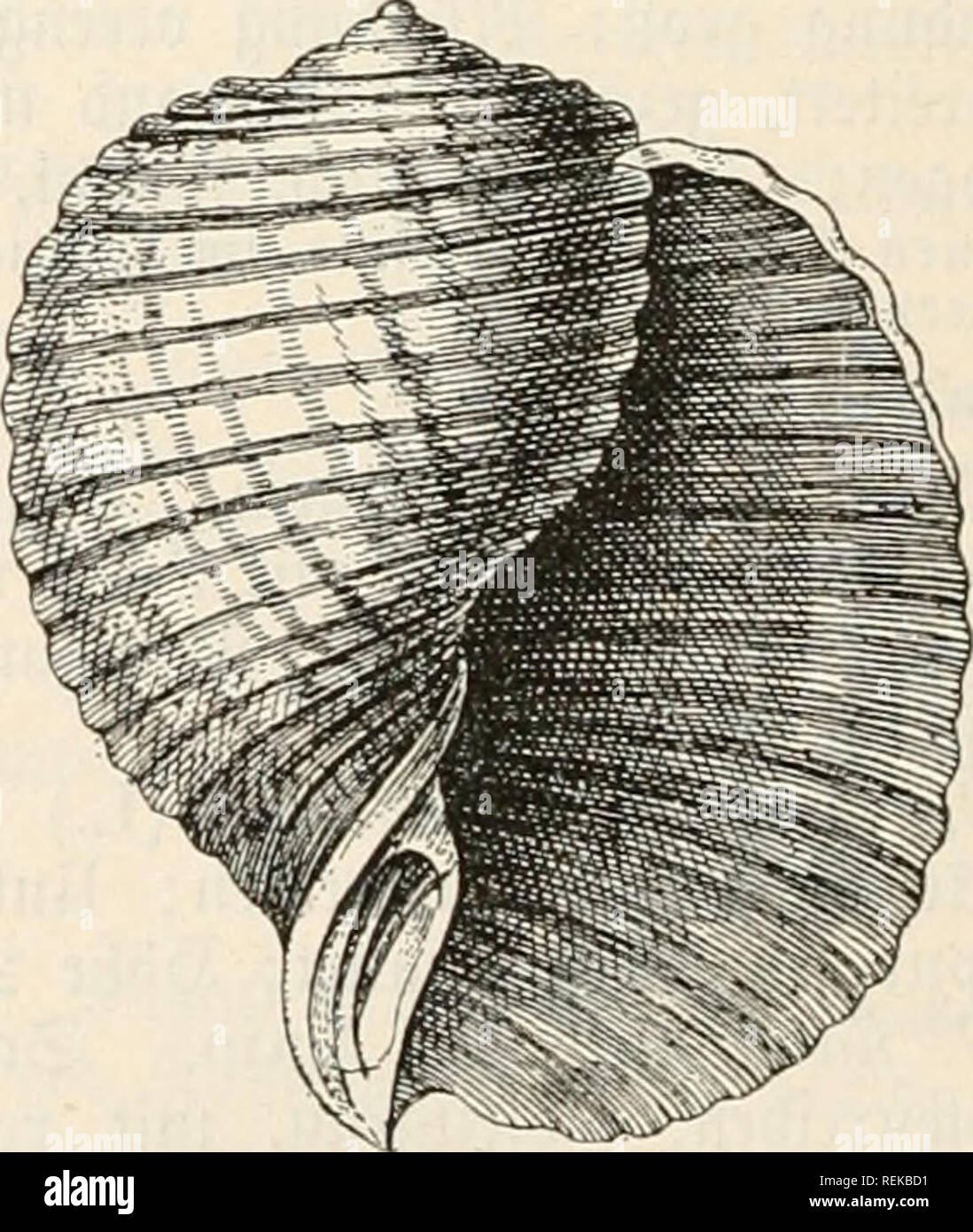 . Dr. Johannes Leunis Synopsis der thierkunde. Ein Handbuch für hÃ¶ hier Lehranstalten und für alle, welche sich wissenschaftlich mit der Naturgeschichte der thiere beschÃ¤ftigen wollen. Zoologie. Cassis areola'J (L.) Lam. 33 ettb e de. @D) ate glatt, glÃ¤njenb, Meißen, mit gctben, Ã¼terecfigen gledcn geivÃ¼rfeU; Â® ctt) inbe freujroeiie geftreift; Â® j) tnbei unten gcrunjelt; § Ã¶^e7Câ¢. j: ftiiitieit. C. deciissata^' (L.) Lam. Â® (I) aIe gittcrfÃ¶nnig geftretft, Ã¼iolettblau ober grÃ¼n = Itd), mit mcKigcn, gelben, ganjen ober untcrbrodjenen? Ã¤ngÂ § [treifen; § Ã¶^e 5,5 cm. TOittcdncer. b. C^ eioinbe ni Stockfoto