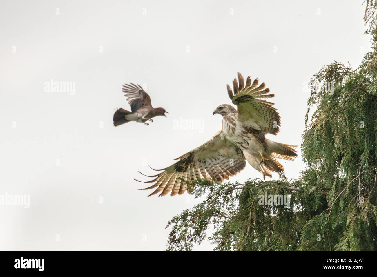 Niederlande, 's-Graveland, ländliche Immobilien Spanderswoud. Eurasischen Eichelhäher (Garrulus glandarius) Angriffe Mäusebussard (Buteo buteo) sein Nest in zu schützen. Stockfoto