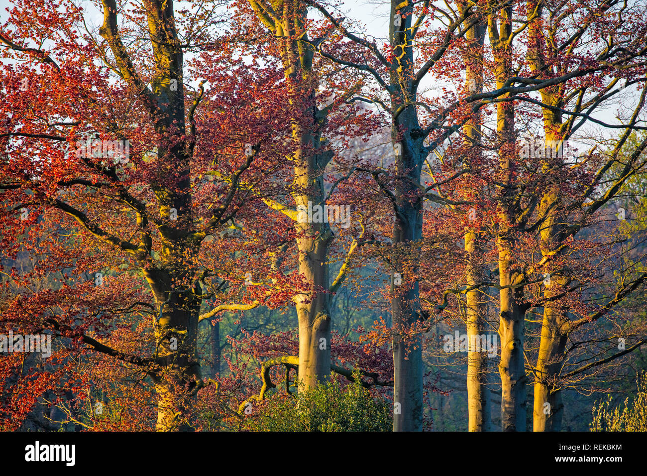 Die Niederlande, 's-Graveland, ländliche Immobilien Spanderswoud, buchen. Stockfoto