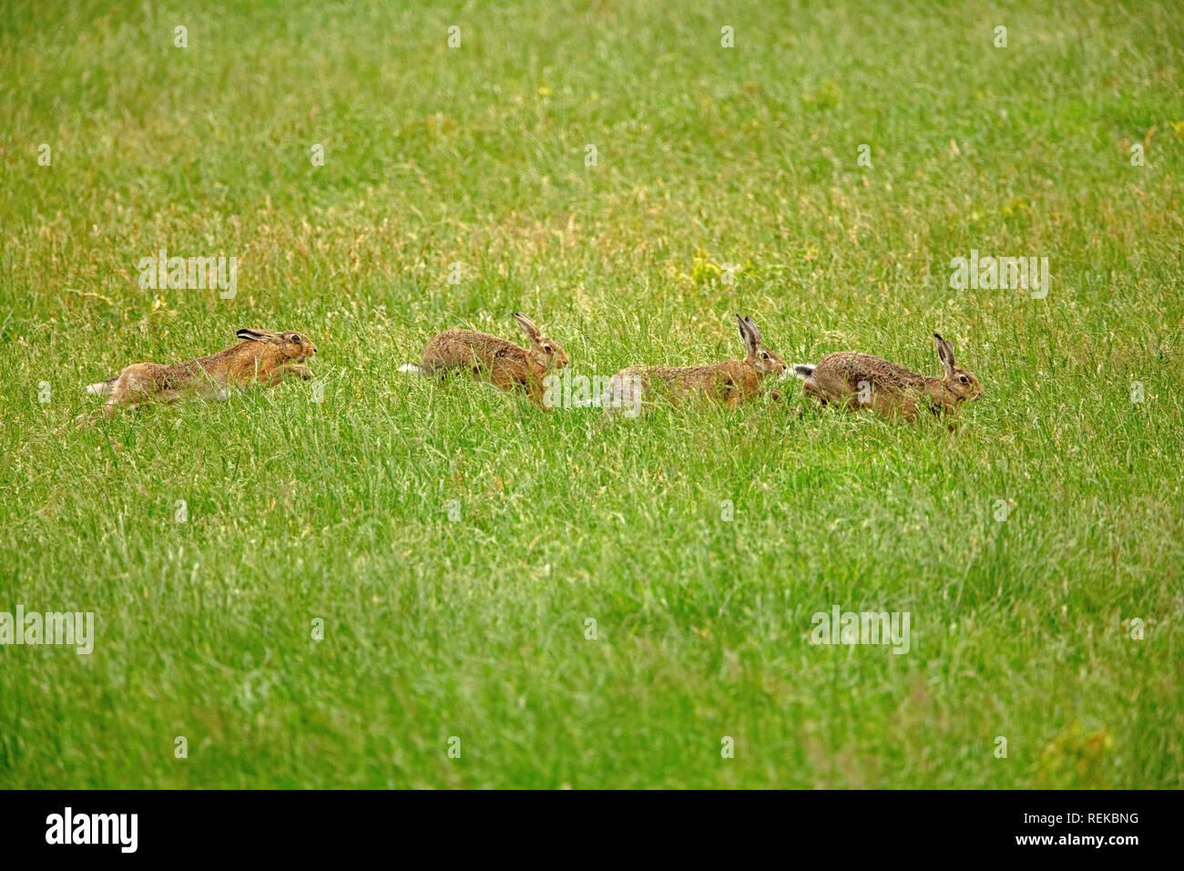 Die Niederlande, 's-Graveland, ländliche Immobilien Hilverbeek. Europäische Feldhase (Lepus europaeus). Männliche Hasen einander jagen für die Gunst der Fe Stockfoto