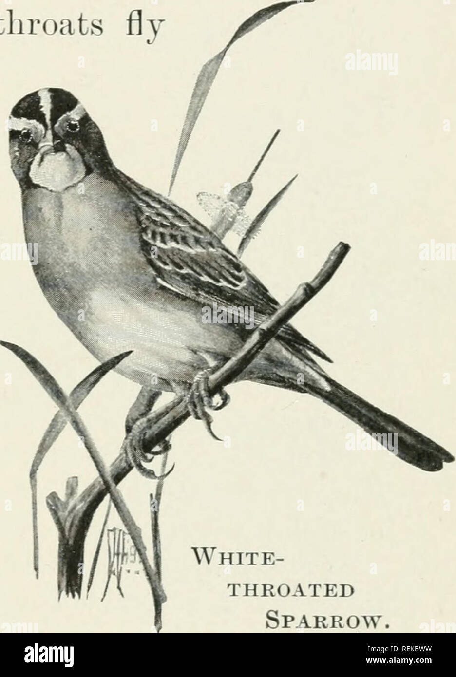 . Bürger Vogel. Szenen aus der Vogelwelt in einfachem Englisch für Anfänger. Ein Stamm von Unkraut Krieger 223 "Einige Morgen im frühen Frühling, wenn die KOHLMEISEN, die über die Farm überwintert haben, werden immer unruhiger, und bereit, einen abgeschiedenen Ort zu Nest zu gehen, hören Sie ein süßes überzeugende Pfeifen Songs von einem Büschel der Büsche zu kommen. Was ist das? Kot ein bluel) ird, oder ein Robin. Die Noten sind zu kurz und einfach für einen Song Sparrow oder eine Drossel, auch klagende für Ein Zaunkönig und zu klar für eine lispelnde Wood Warbler. "Derzeit mehrere Weiße-Kehlen fliegen, um ein bisschen ncAvly gesäter Rasen Stockfoto