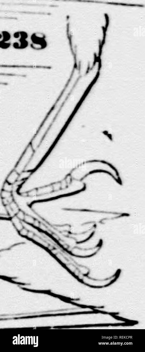 . Eine Geschichte der nordamerikanische Vögel [microform]: Land der Vögel. Vögel - Nordamerika; Ornithologie - Nordamerika; Oiseaux - In du Nord; Ornithologie - In du Nord. Kralle. ^^^^^^^ Der sj^Arten dieses Abschnitts sind gut char-lA acteiized Vom atteiiiiatiou und Schärfe X^der Rechnung, und das Fehlen von anv Kerbe. Es gibt jedoch beträchtliche Unterschiede in der untergeordneten ditl" verschiedene Arten. In einigen der Gesetzentwurf ist größer und stärker als andere; in einer Spezies, die H. iKrajrina, die Flügel ungewöhnlich verlängert werden, der Schwanz ist nur alxnit sieben Zwölftel als l (Joh "Kfltni Stockfoto