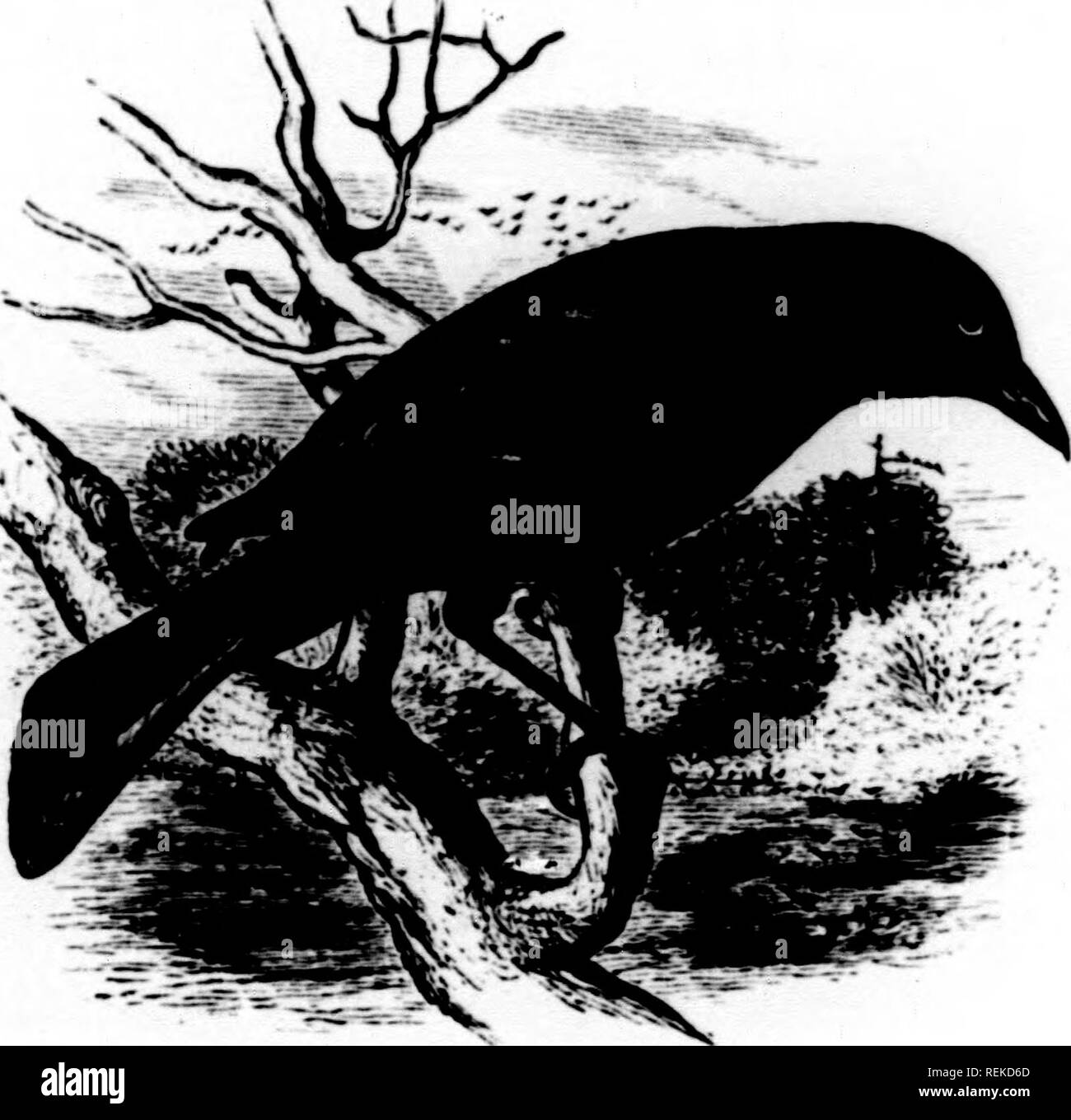 . Eine Geschichte der nordamerikanische Vögel [microform]: Land der Vögel. Vögel - Nordamerika; Ornithologie - North American; Oiseaux - In du Nord; Ornithologie - In du Nord. KTKRID - E - DER ORIOLES. 2 ir] fonpfest; erst zwischen dem Vierten und liftli, Farbe l> Iaek, varionsly &Lt;xl<"< sed mit tnetaUic Reflexionen von lironze, Lila, vi ("l"'t, blau, und <;;;;;;; Reen. Feinnle siniihir. aber kleiner und duller, mit jjreen peihaps mehr auf den Kopf. Leu^'th, 13,00; win-:, 0.00; Kranke abovi', l'. J -'. Ich [. VI!. Vom Atlantik bis zum hohen Zentrale I'lains. Der Krähe lilackbird der Vereinigten Staaten, t Stockfoto