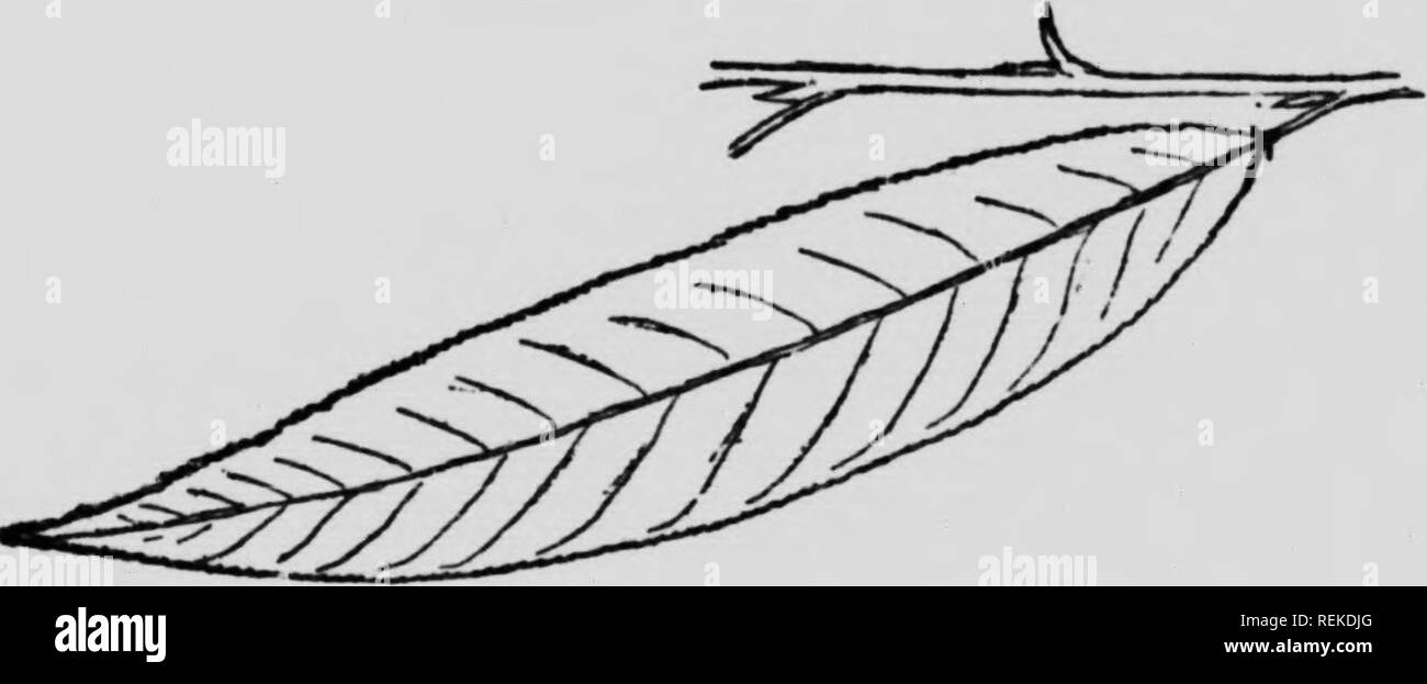 . Dem Forsthaus, Handbuch, oder den Wald Bäume des östlichen Nordamerika [microform]. Bäume; Arbres. Crack Willow, spröde Willow. {Salix fragilis) ich einen hohen schlanken Baum, bis zu 80 Meter hoch. "Crack" etc., weil seine Zweige so viel durch die Stürme beschädigt sind; zu spröde für Korb Arbeit, sondern ein Favorit für Holzkohle bei der Herstellung von Schießpulver benutzt, etc. seine Blätter, 4 bis 7 cm lang, sind sehr ausgeprägt. Dies ist eine Europäische Arten nun aber gründlich in den nordöstlichen Staaten eingebürgert. Als grobe Regel die Form der perfekte Baum eng gestaltet ist, dass der Stockfoto