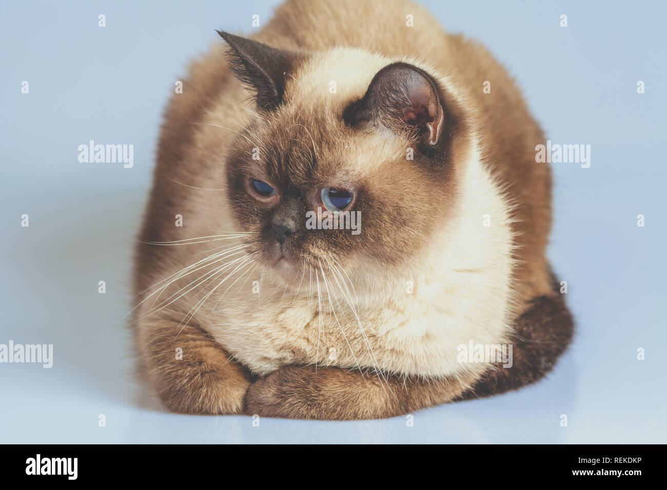 Porträt des Colourpoint Britisch Kurzhaar Katze Stockfoto